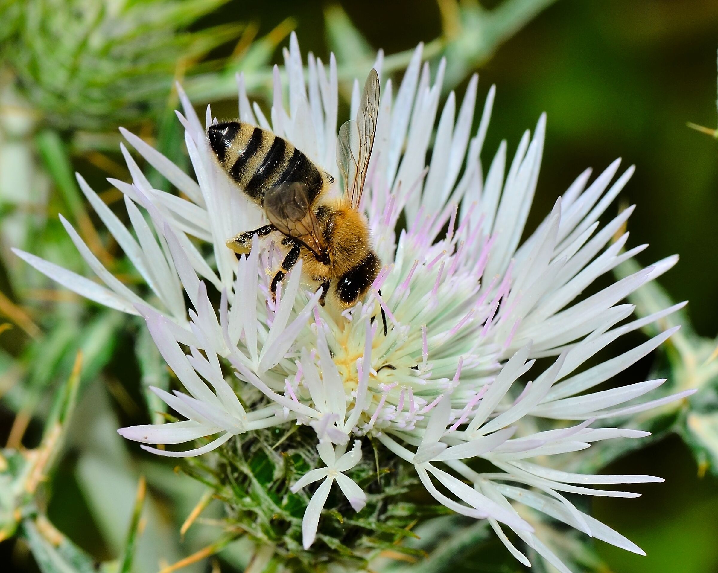 Ape nel cardo