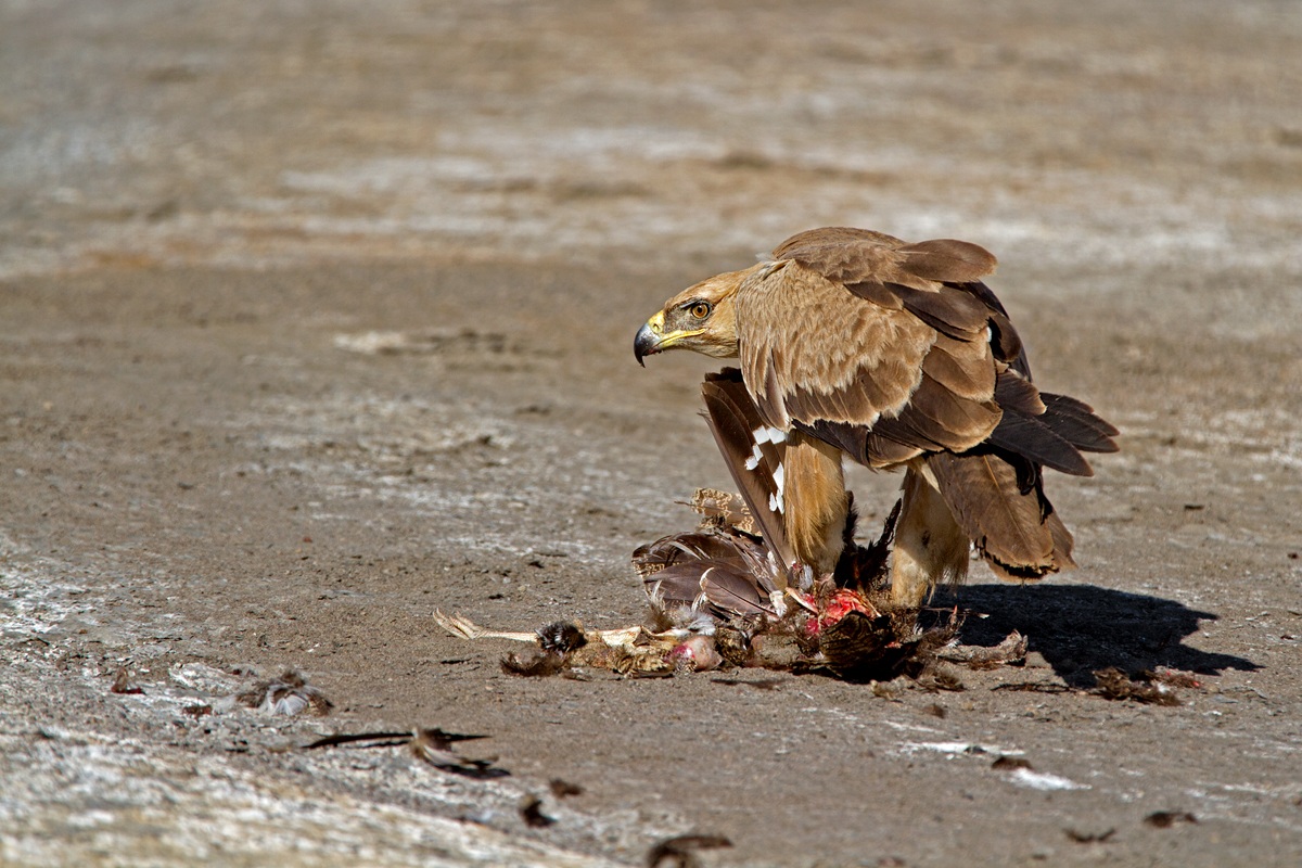 Passero mangia passero...............