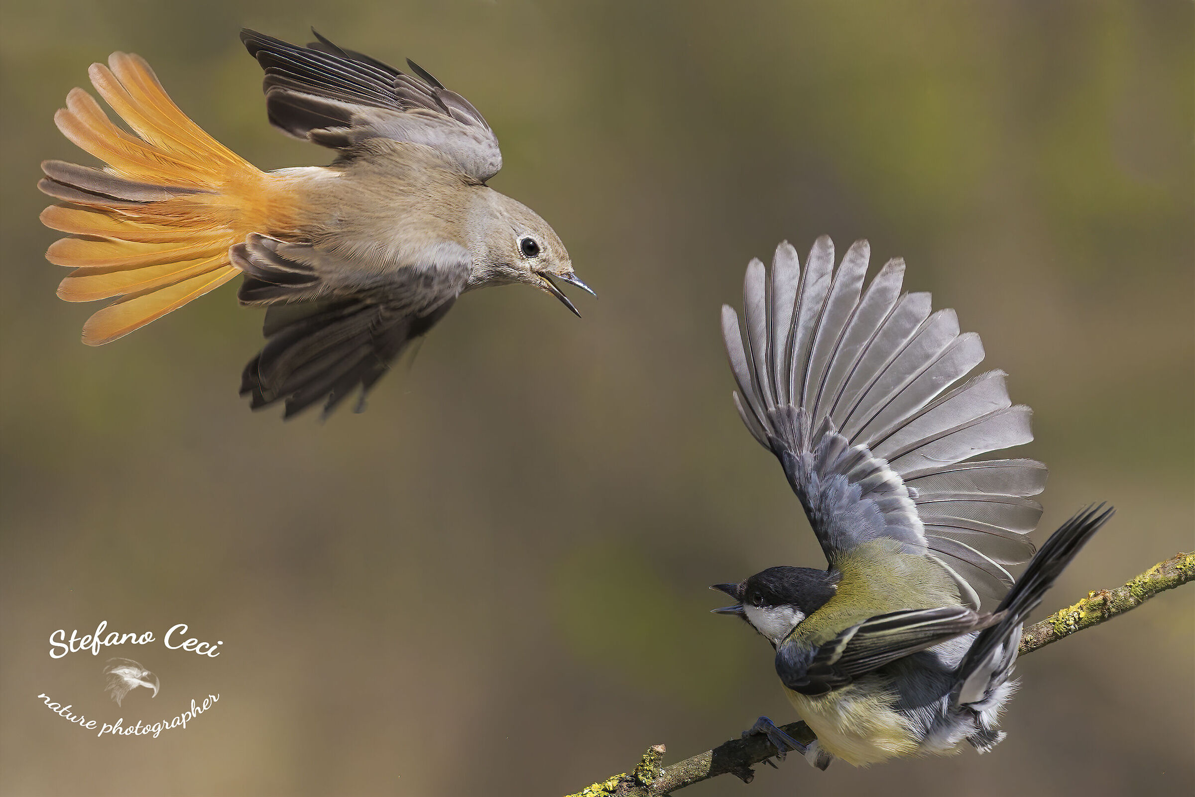 Cordirosso femmina and Cinciallegra