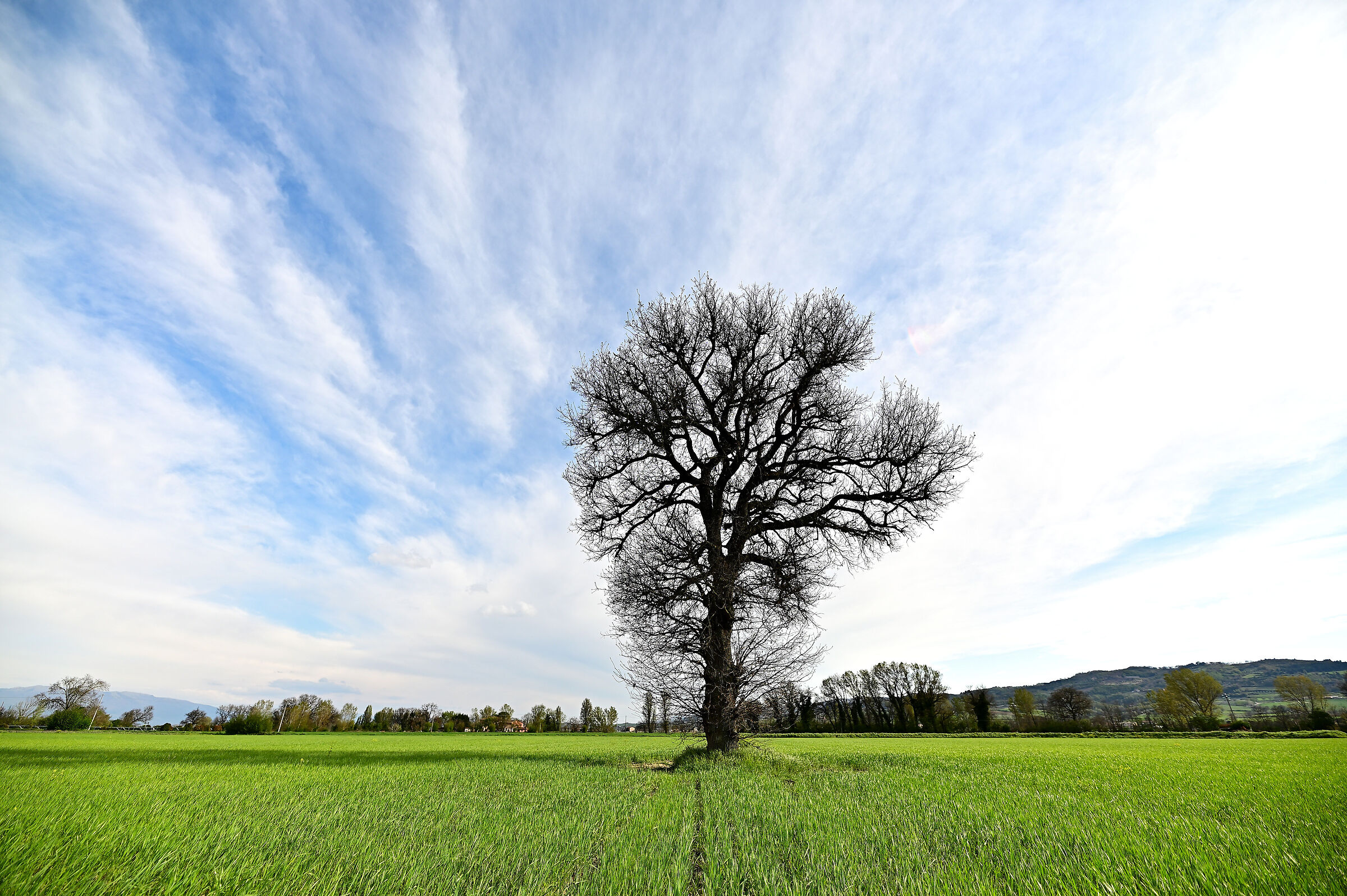 tree
