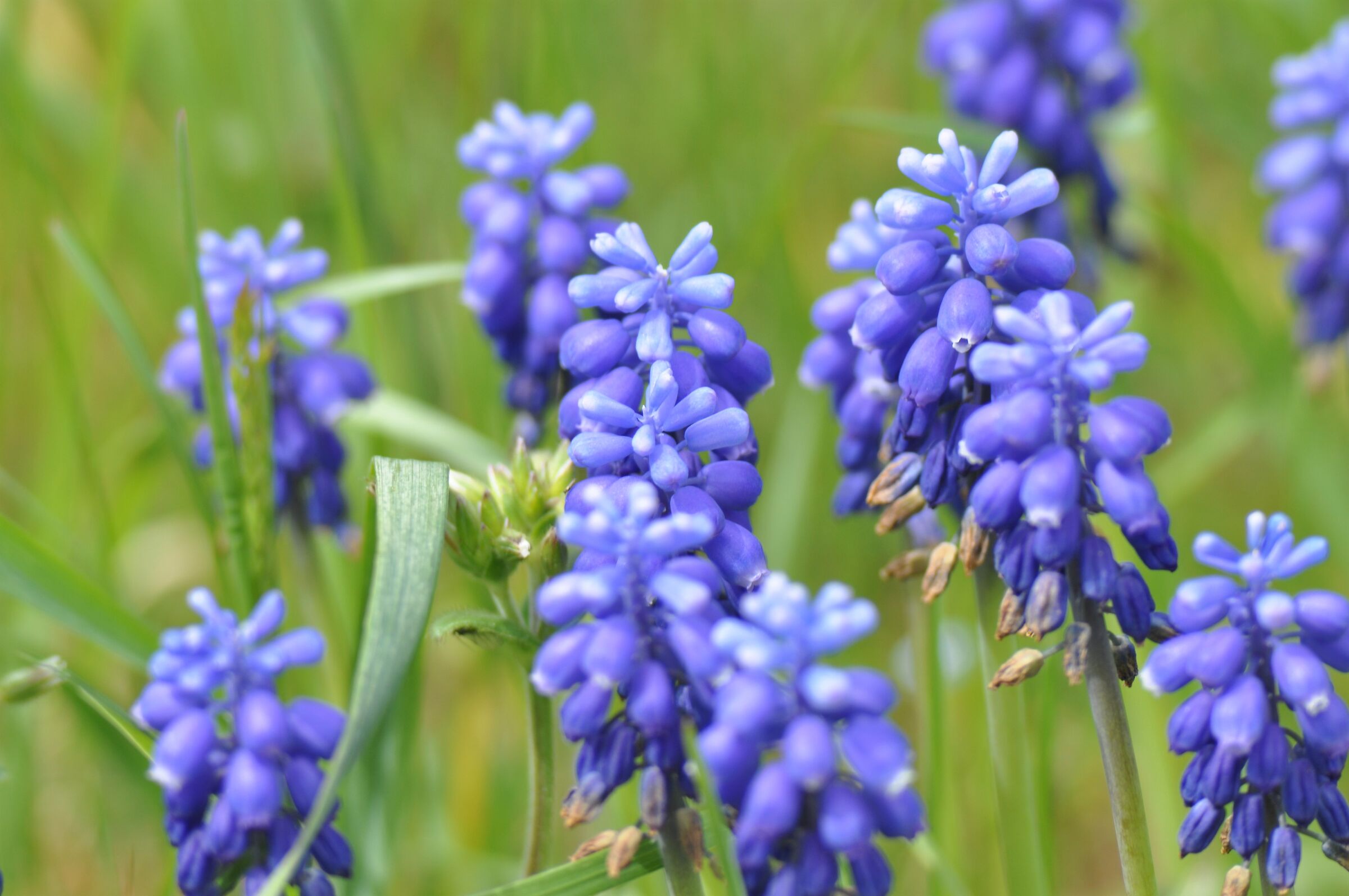 Spring flowers