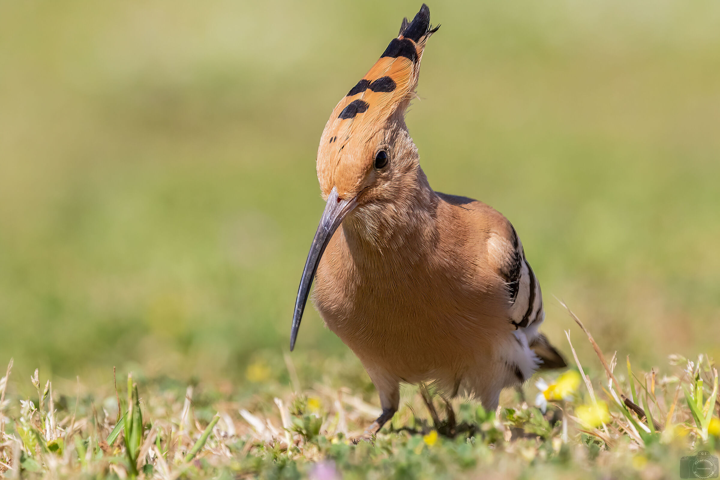 hoopoe.
