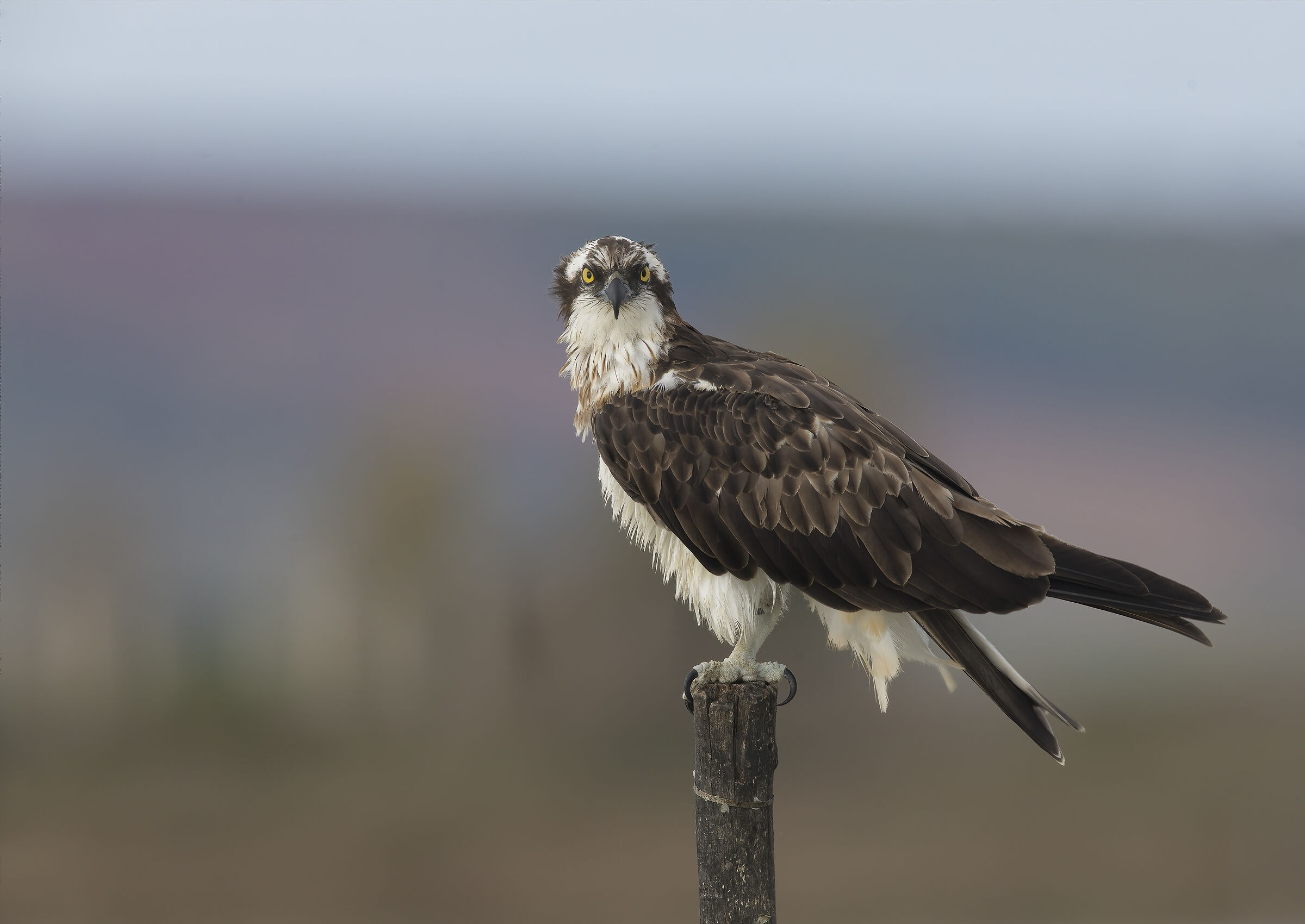 falco pescatore.....