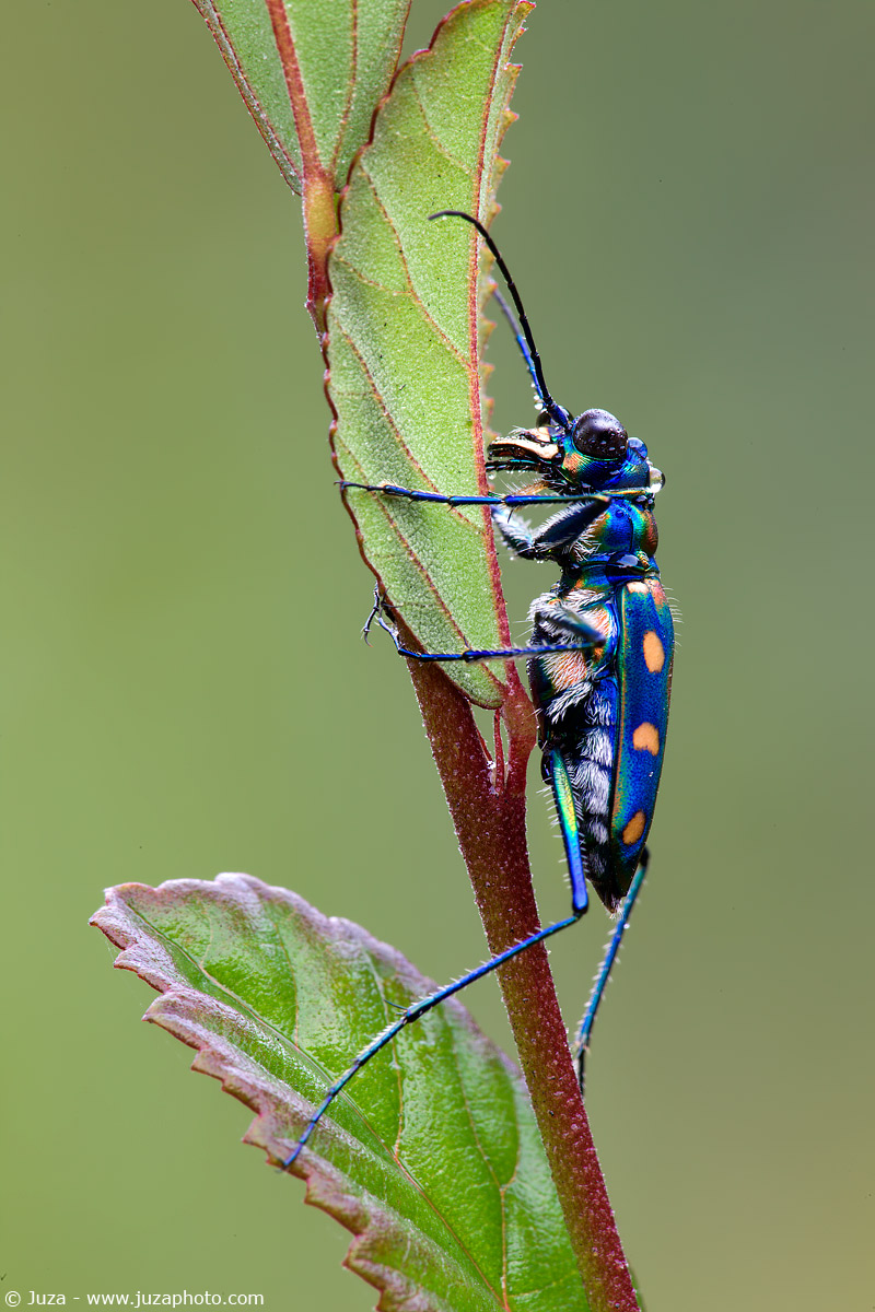Cicindela aurulenta, 009167
