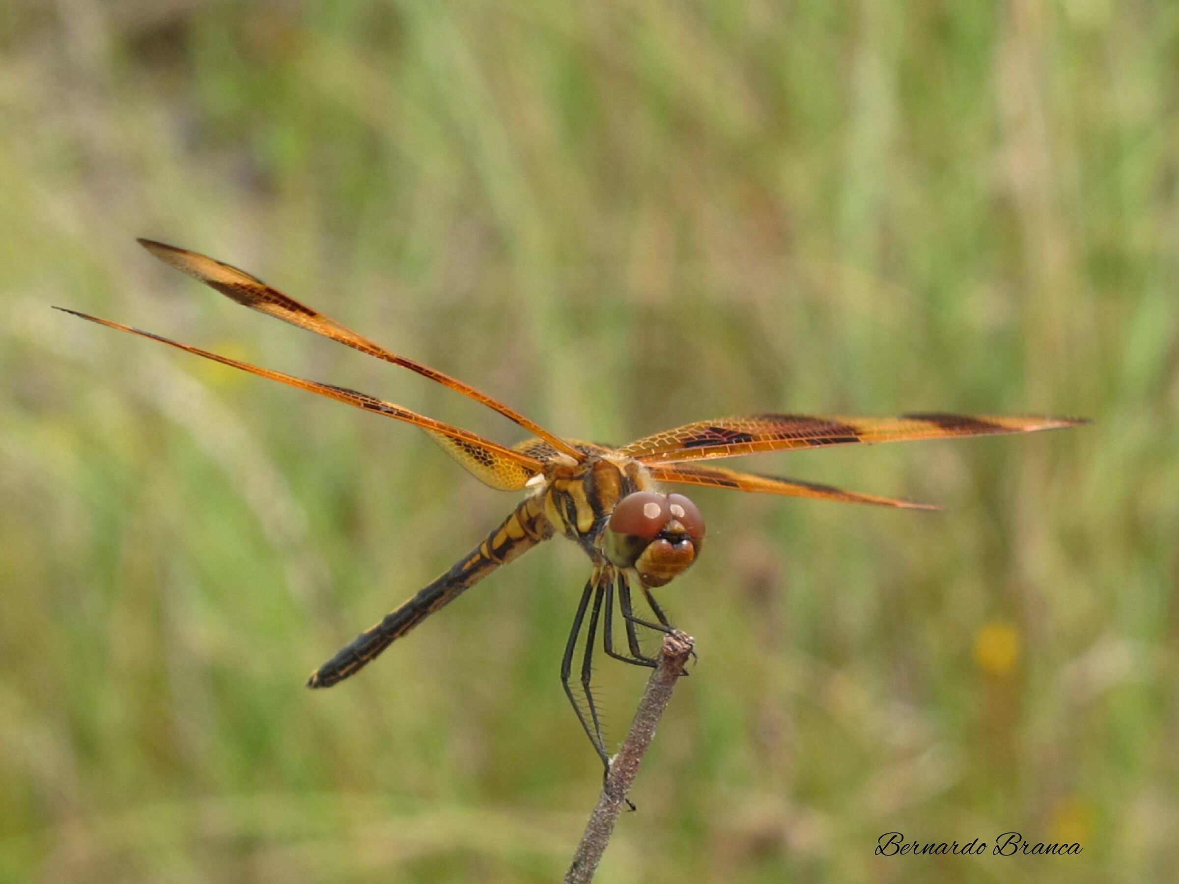 Libellula