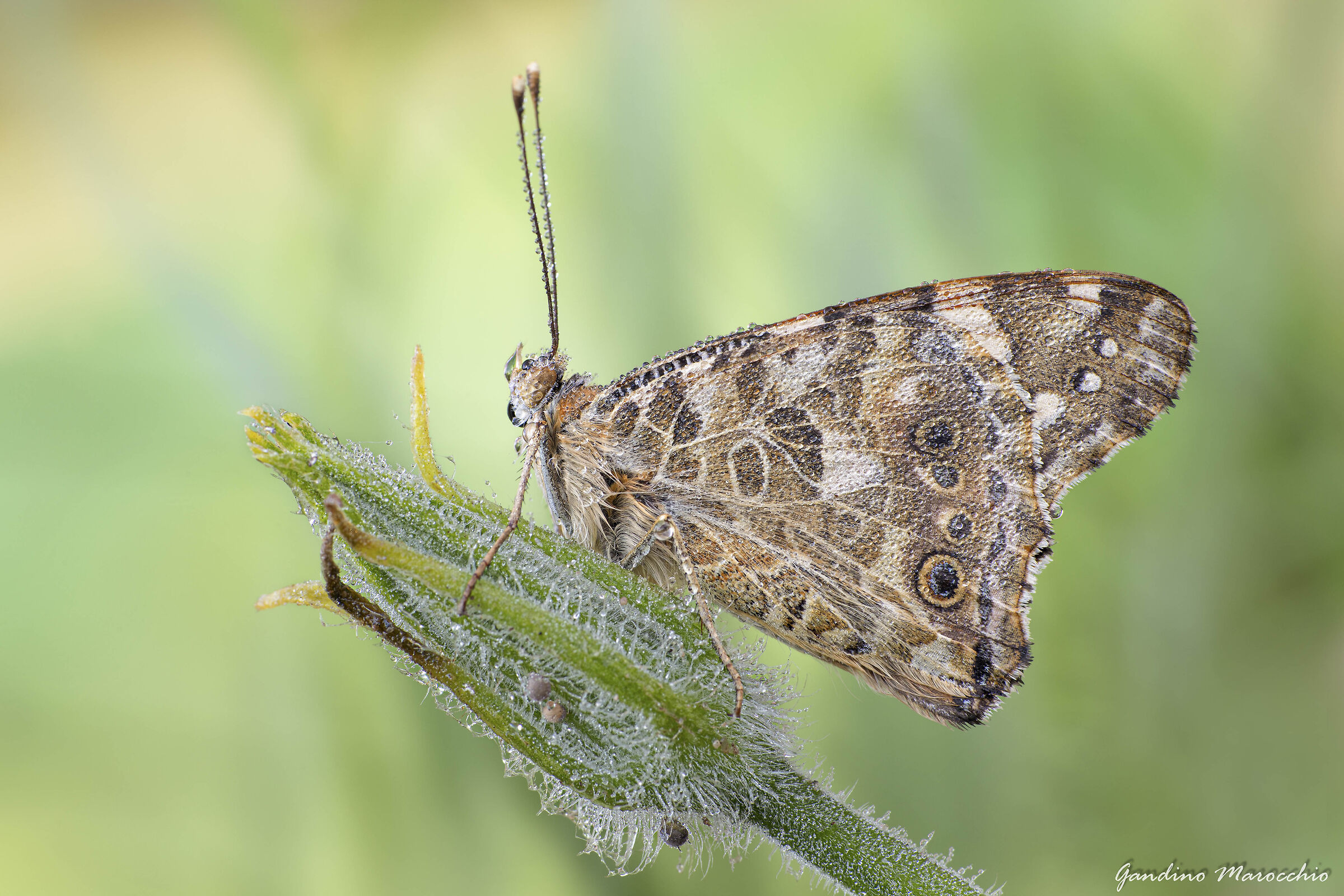 Vanessa of thistle (Cynthia cardui)