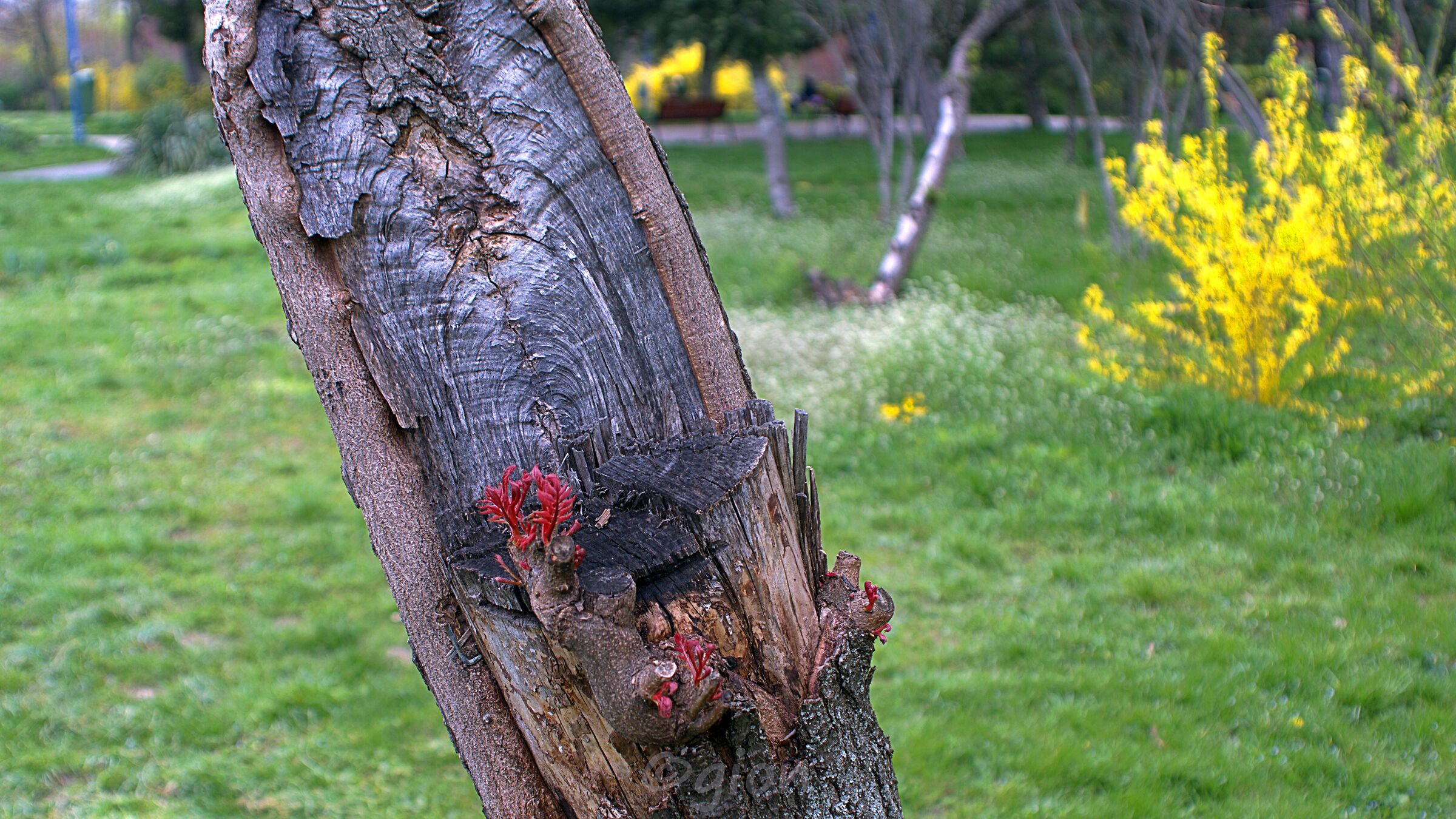 Resurrezione dell'albero