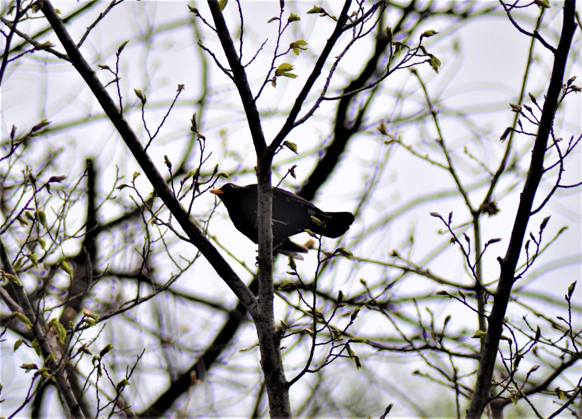 Blackbird on a tree