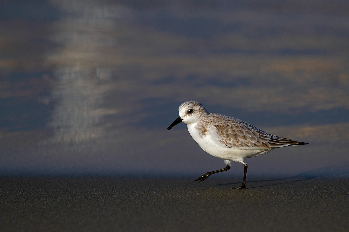 dunlin