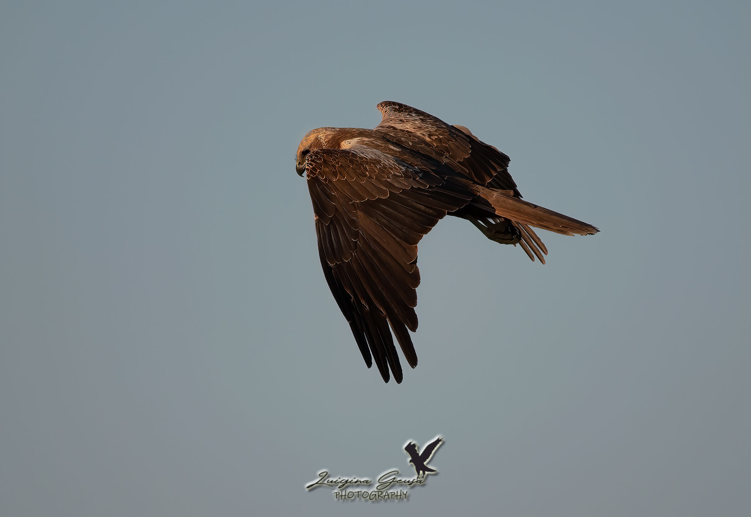 Marsh Falcon