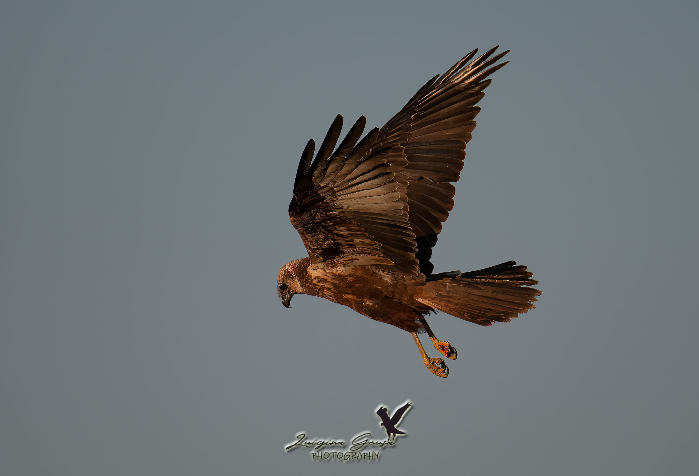 Marsh Falcon
