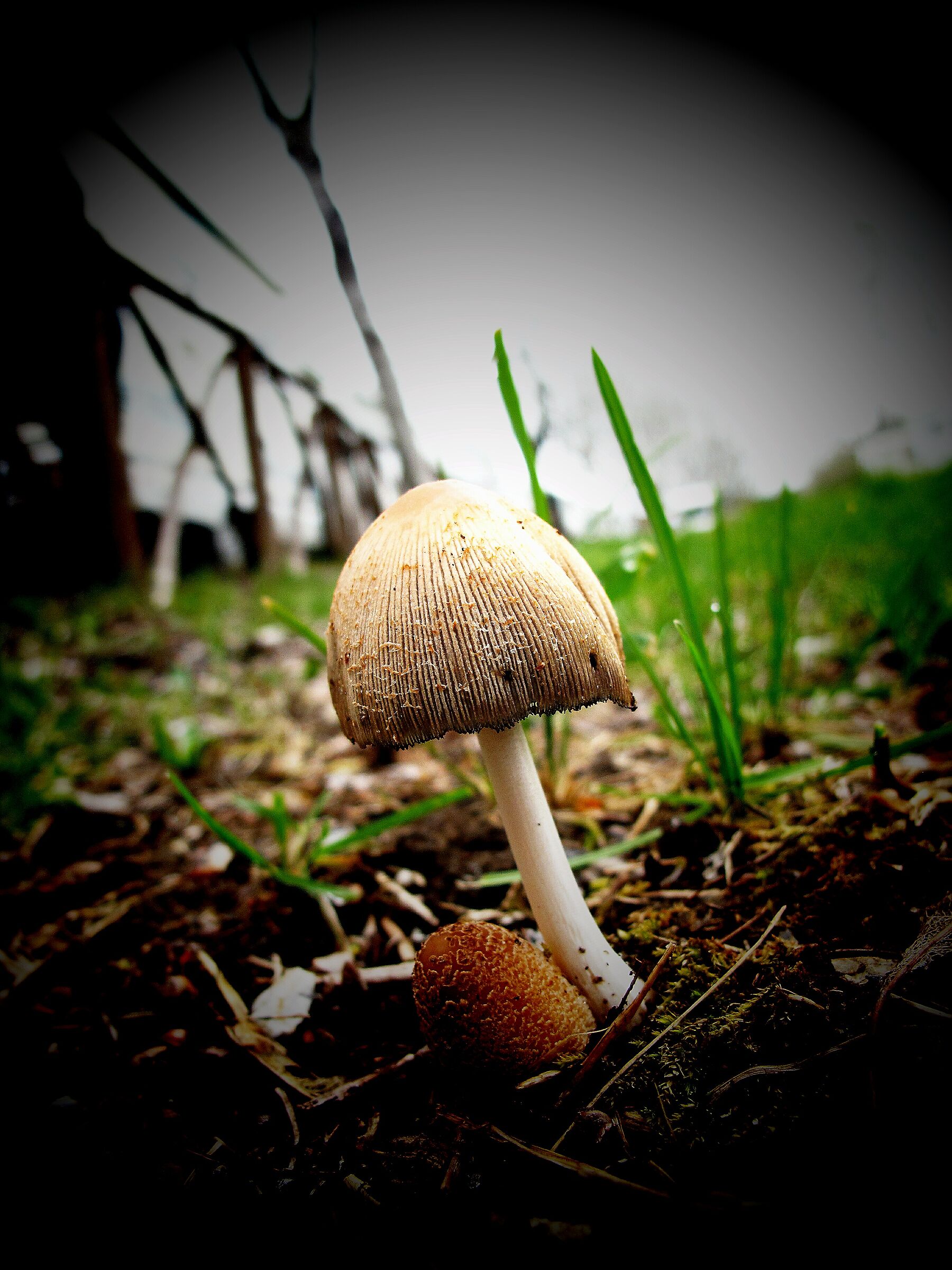 Fungo