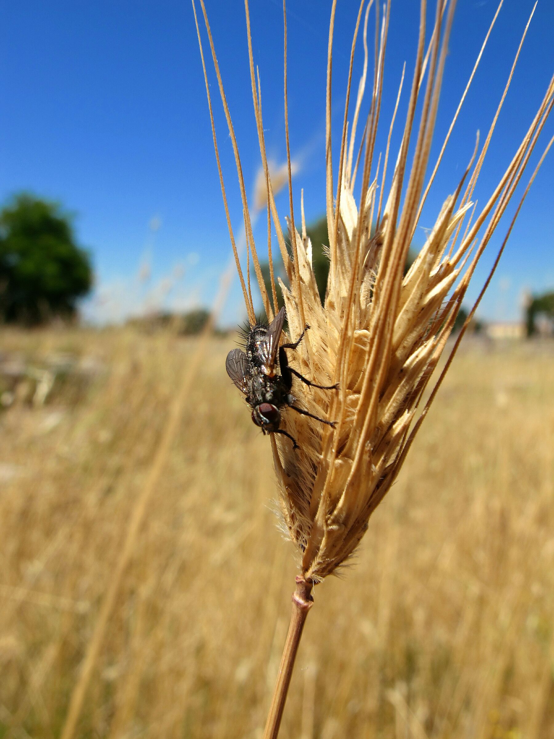 Che ne sai tu di un campo di grano
