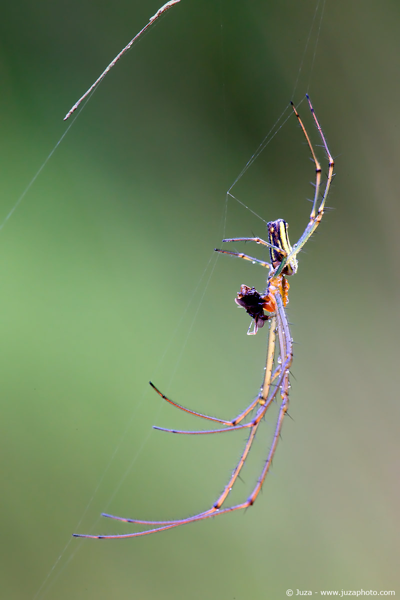Leucauge magnifica, 009175