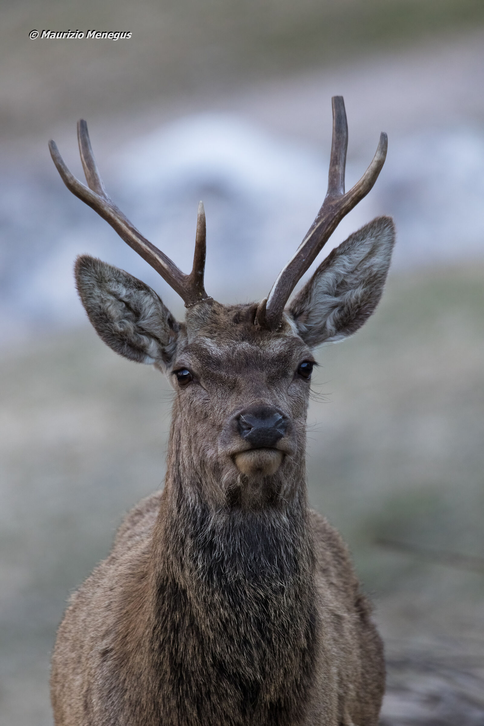 Giovane cervo anomalo in primo piano