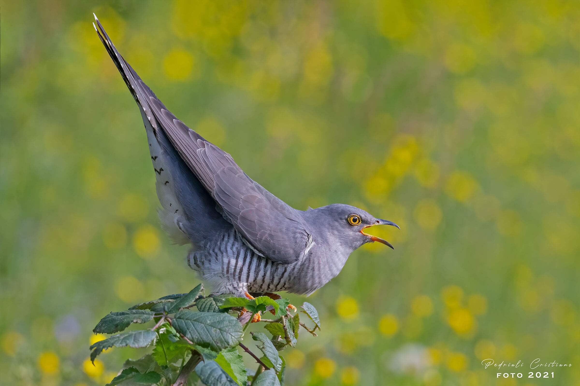 cuckoo in song...