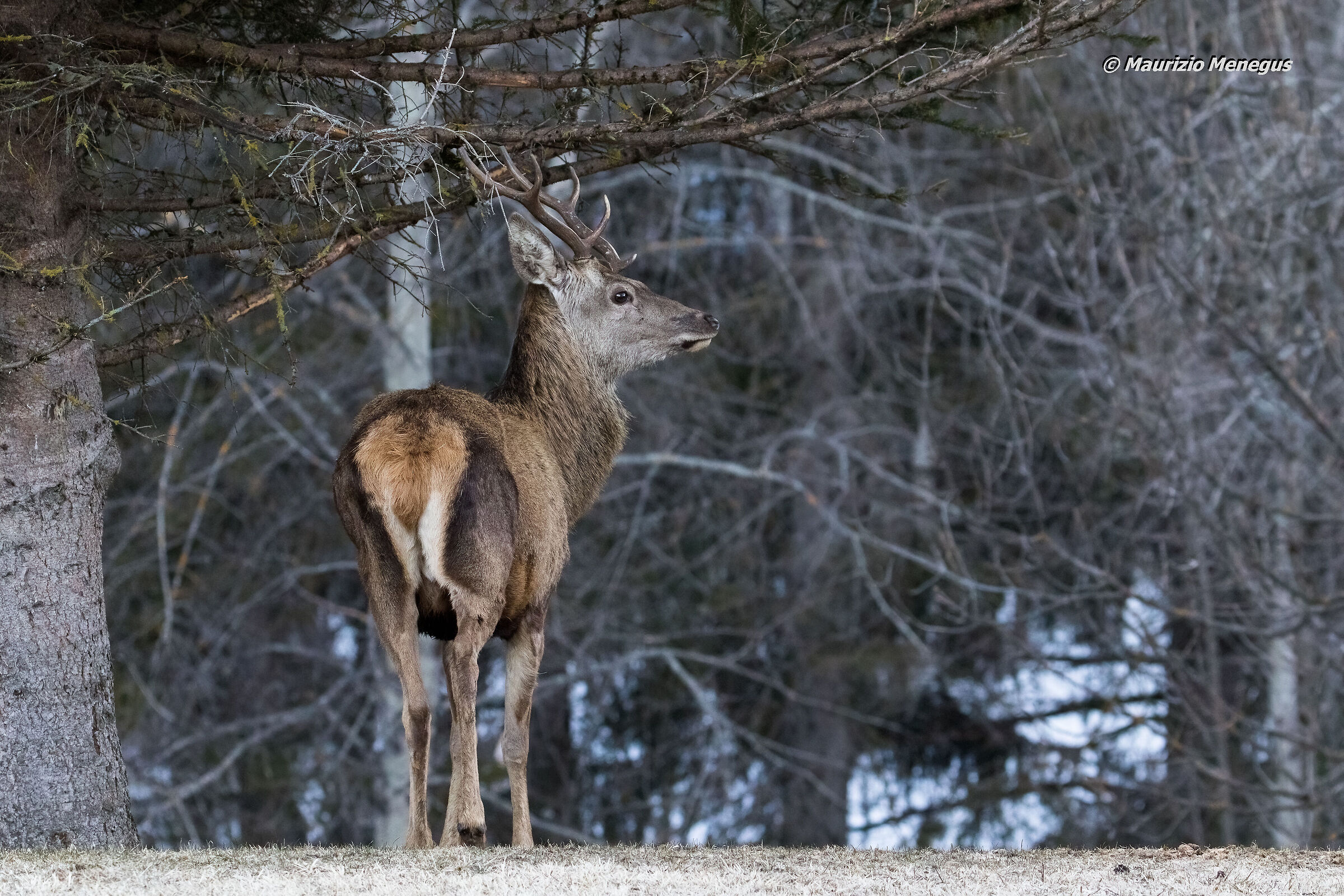 Giovane cervo con palco anomalo