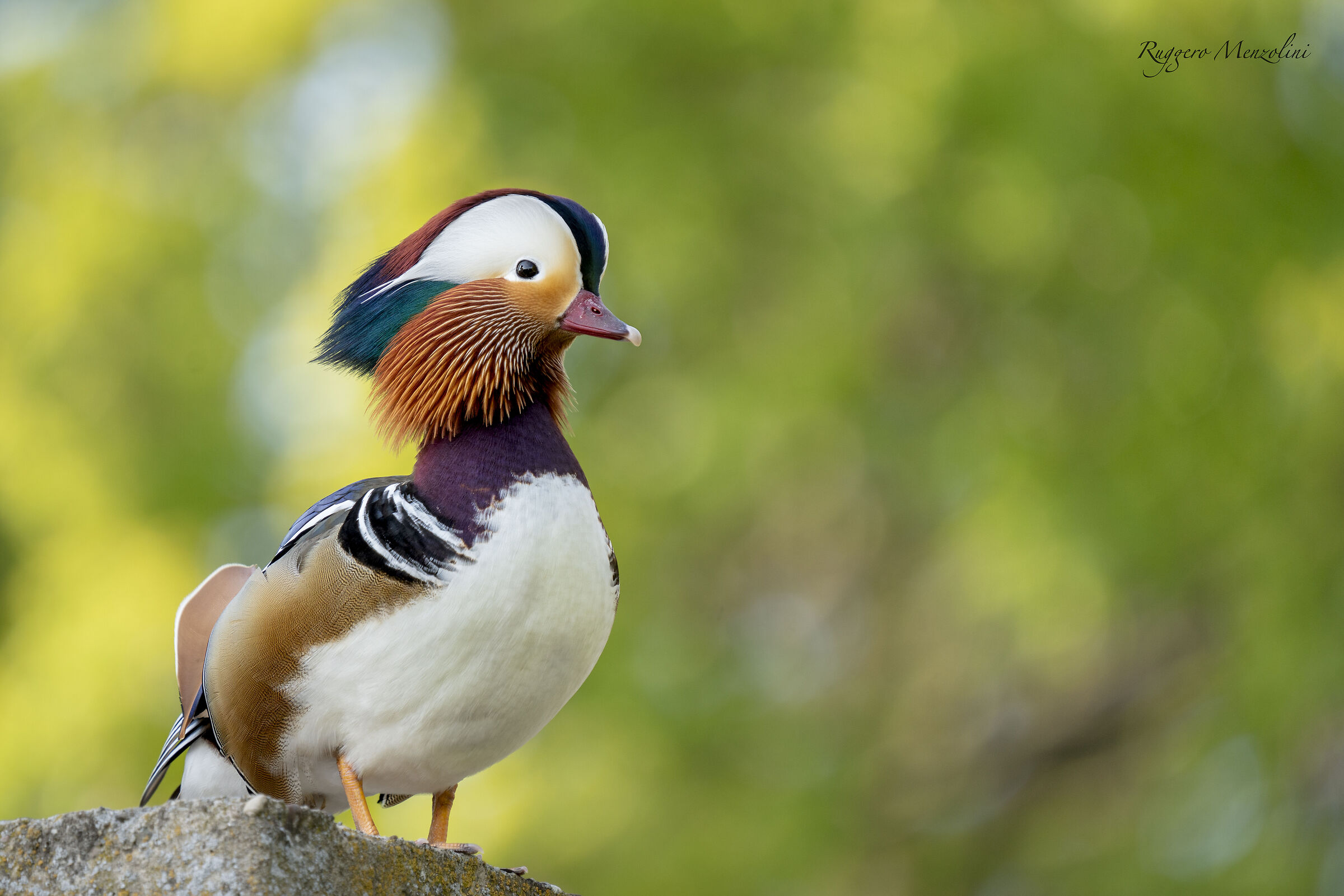 mandarin duck
