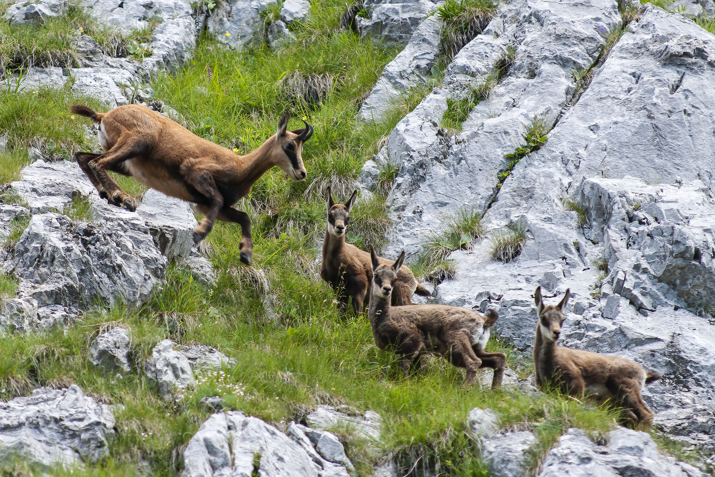 Mamma camoscio con piccoli
