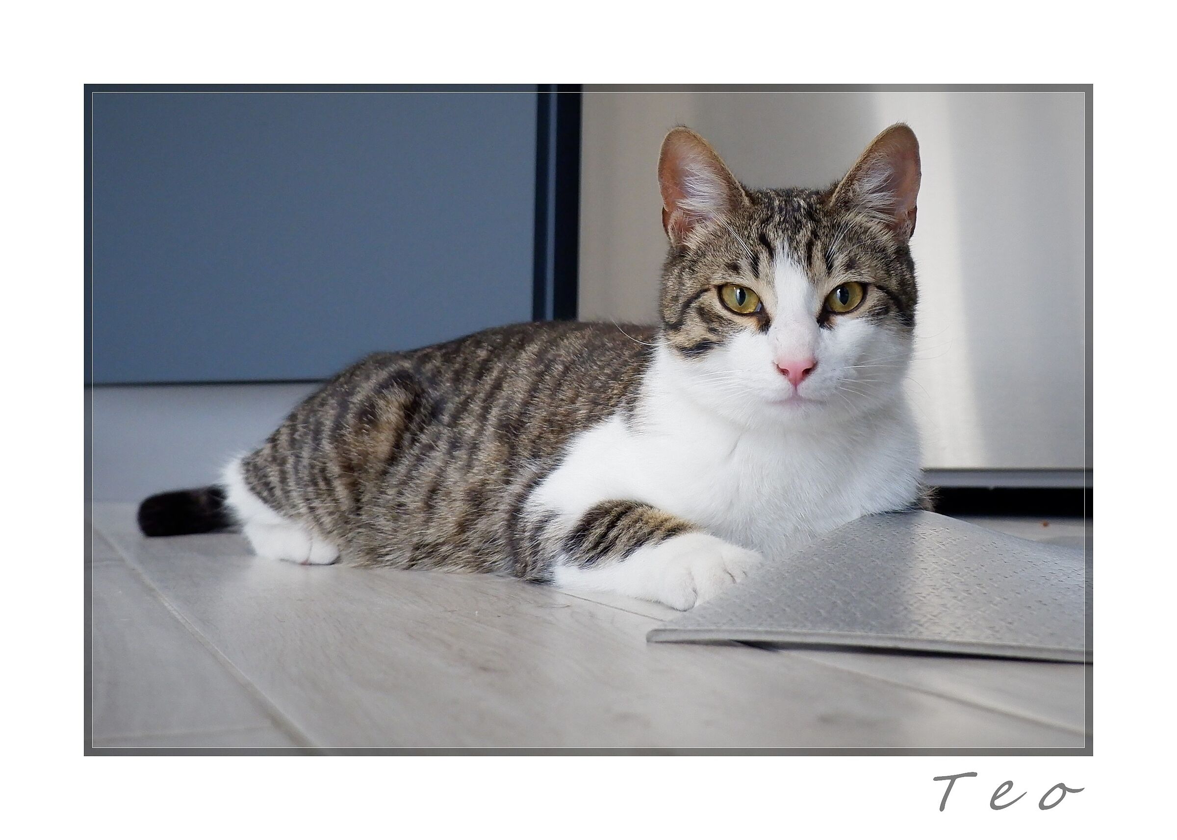 Teo