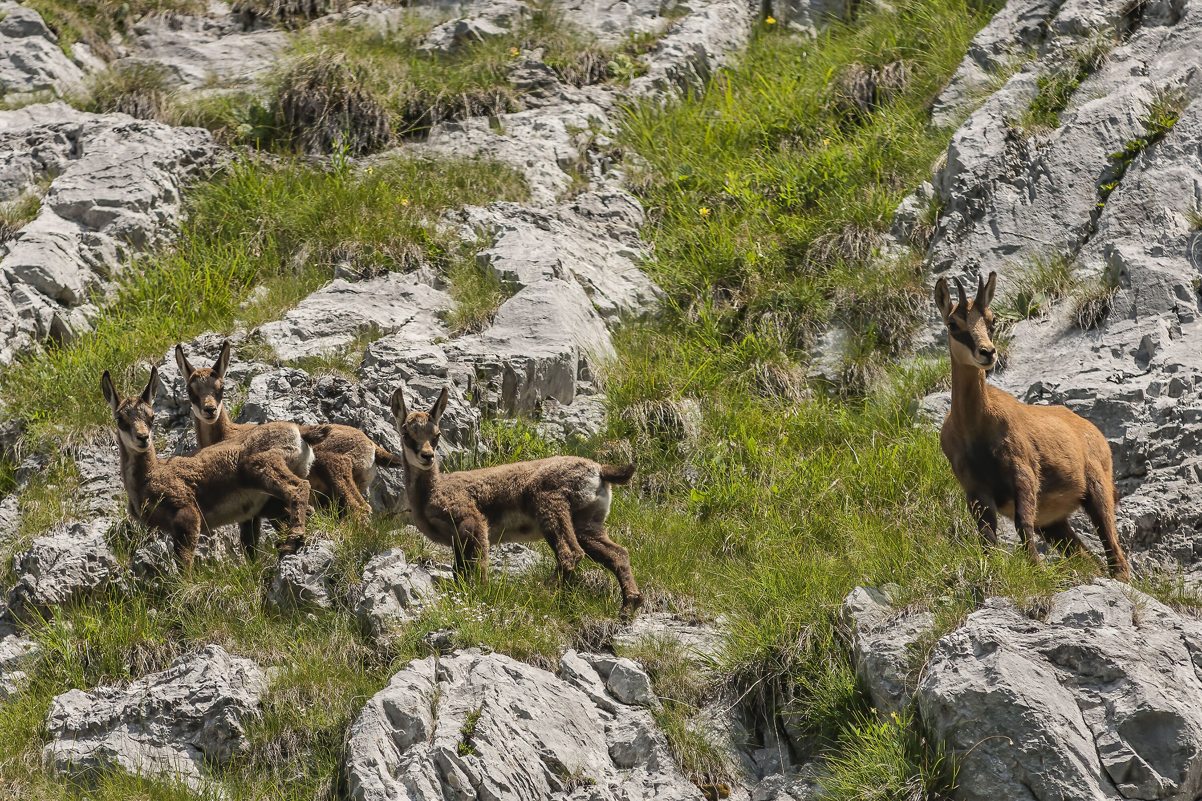Mamma camoscio con piccoli