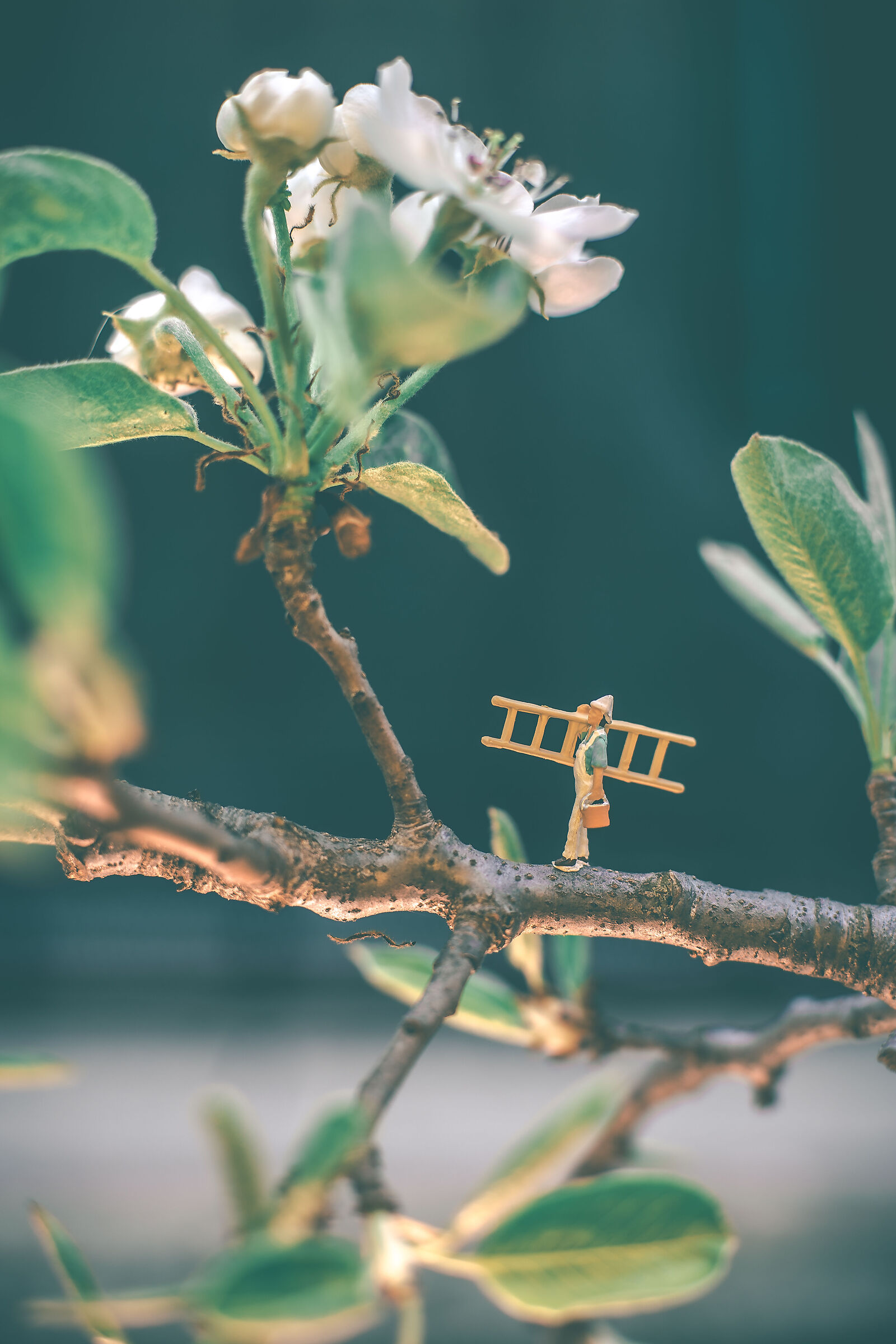 flowers and miniatures