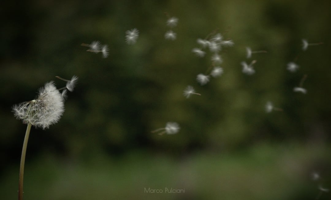 Soffioni in primavera