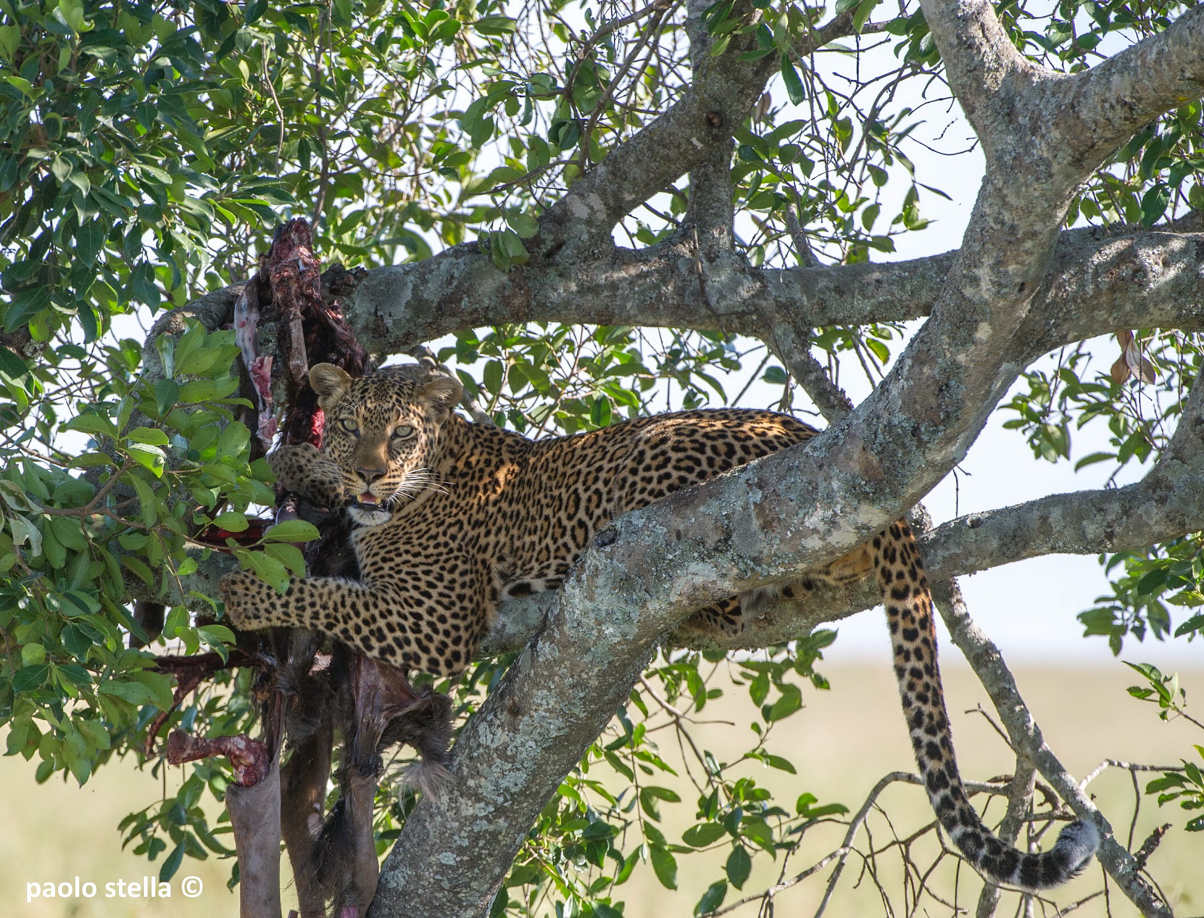 on a tree with a kill