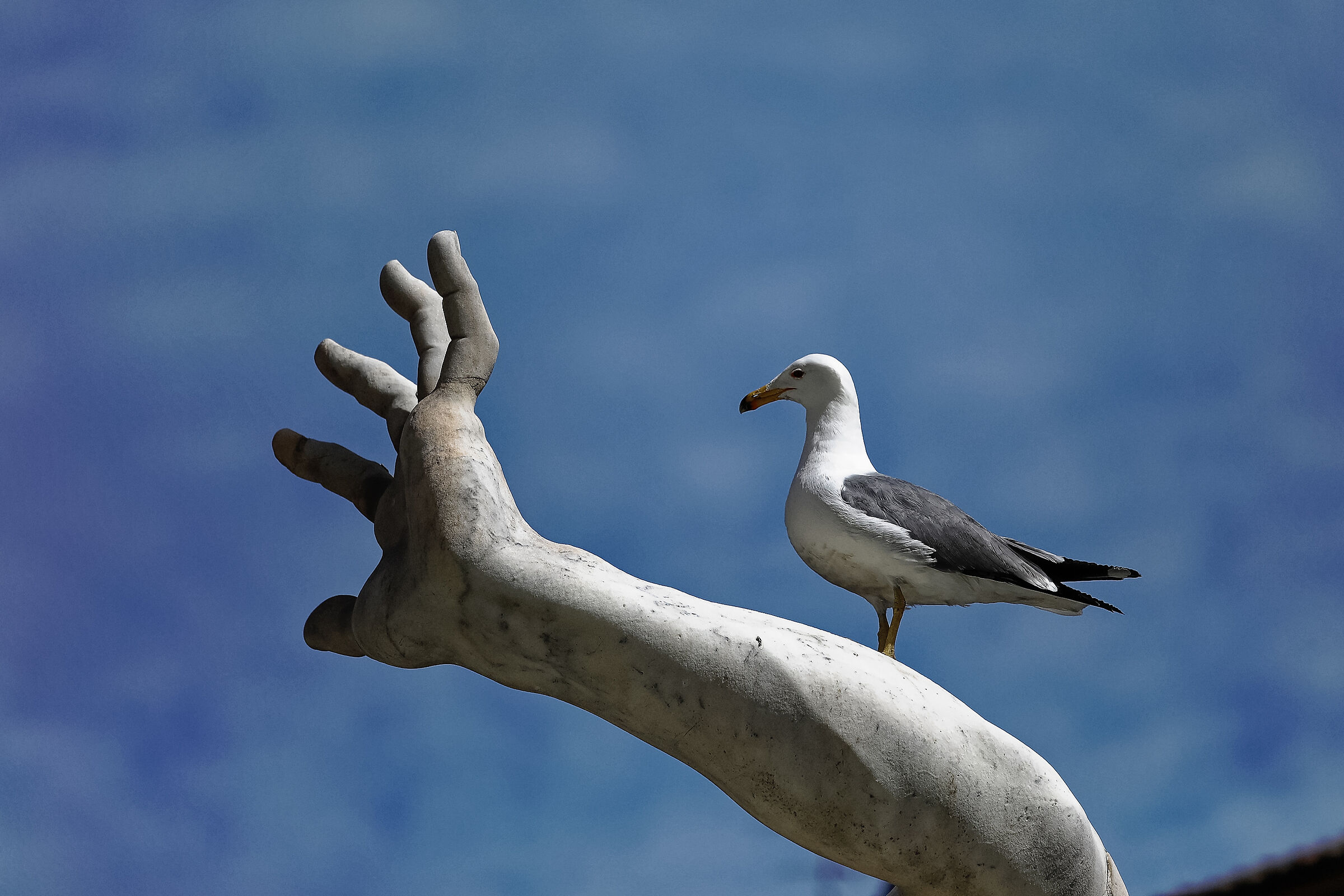 La gabbianella e il braccio