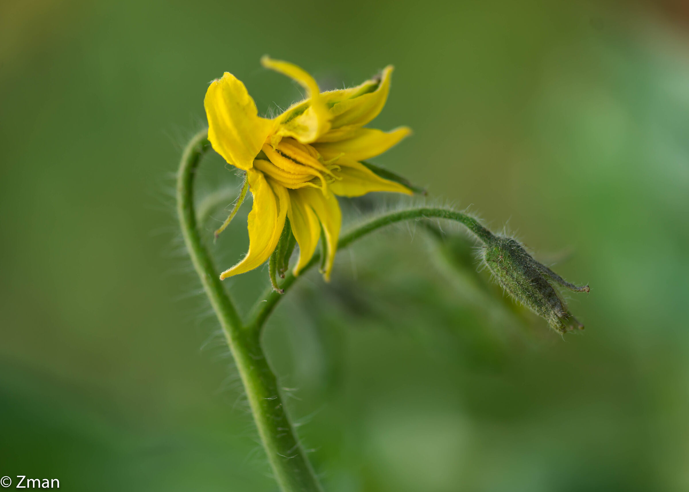 Tomato Bloom