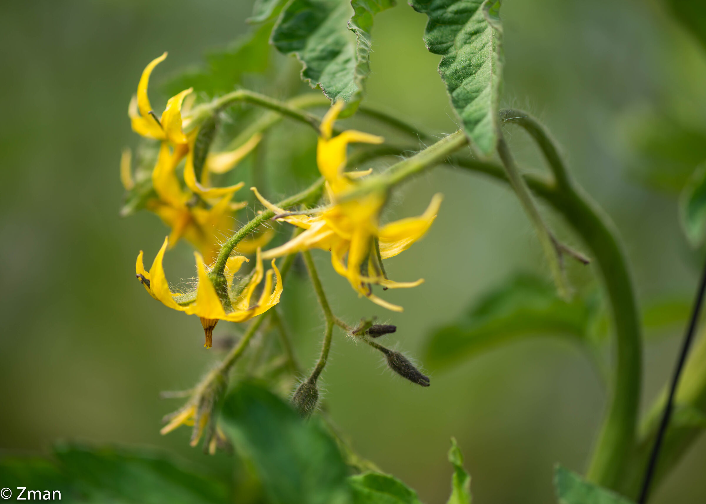 Tomato Bloom