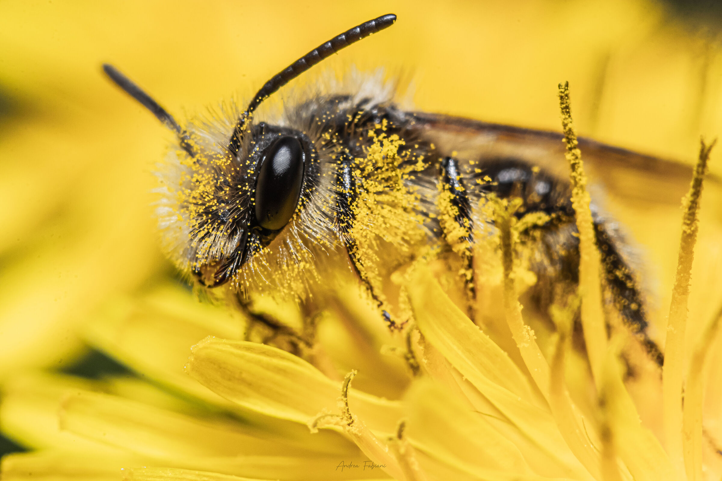 Giovane maschio di Osmia cornuta su tarassaco