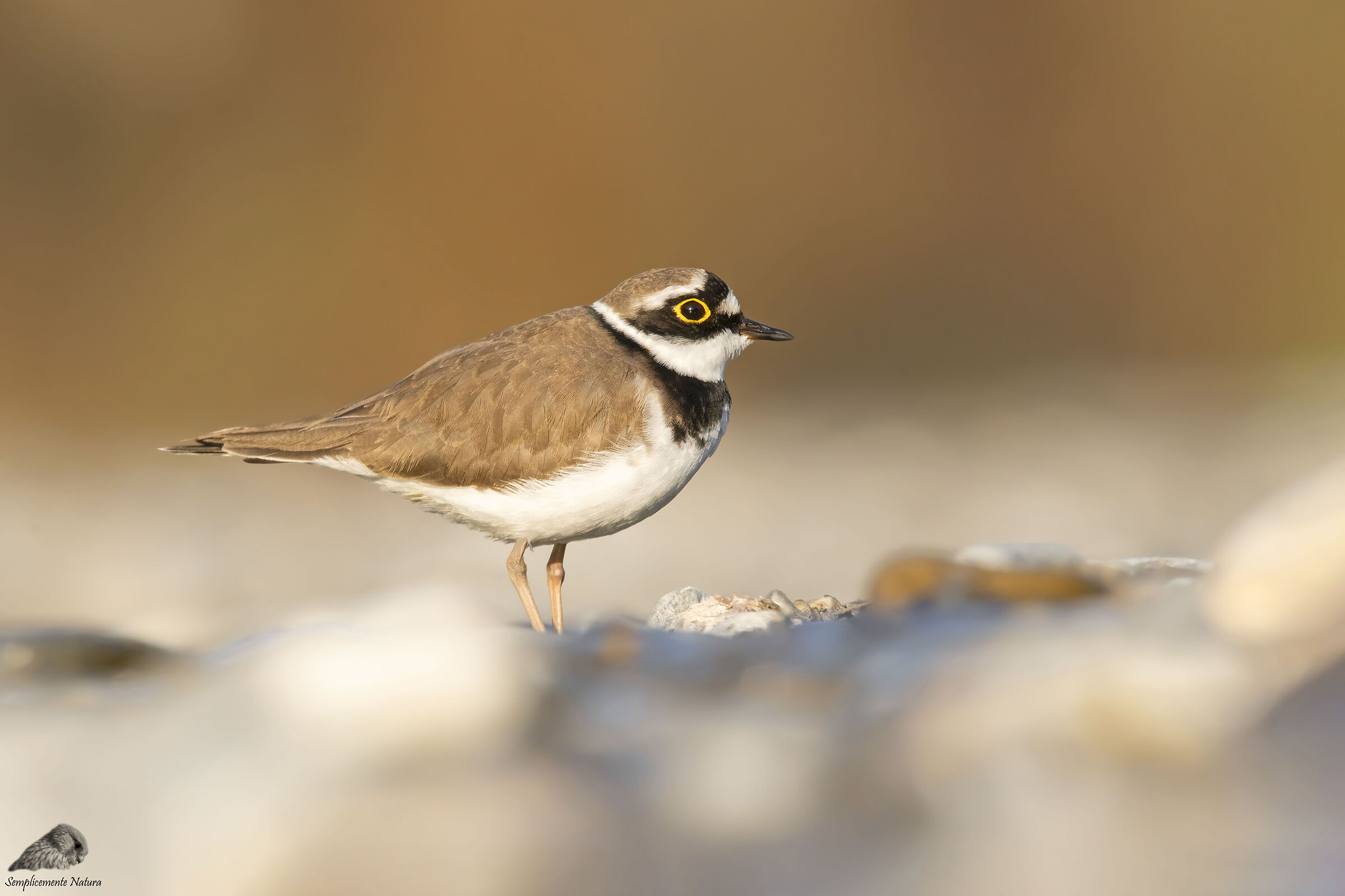 Small Courier (Charadrius dubius)
