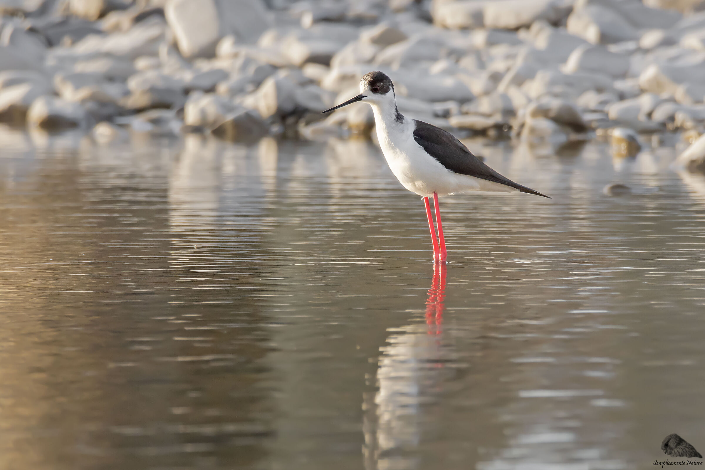 Knight of Italy (Himantopus himantopus)
