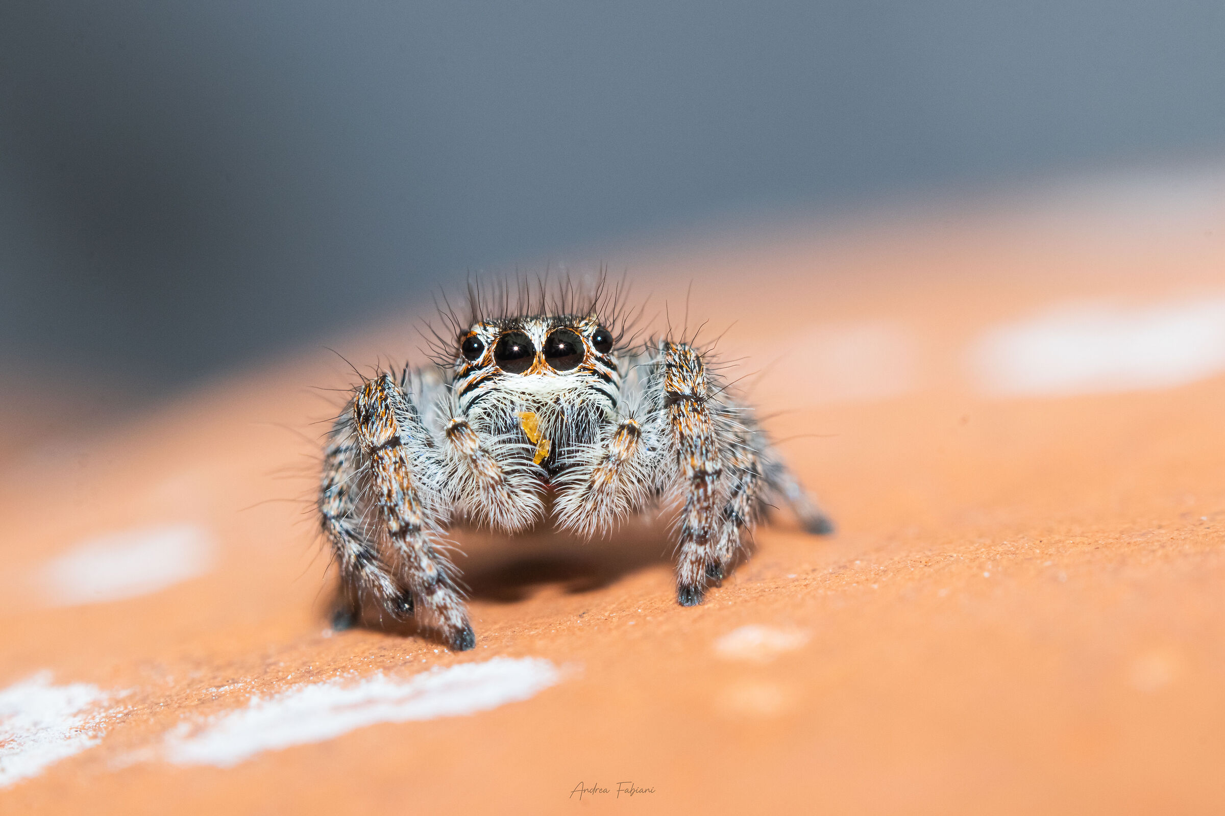 Salticidae