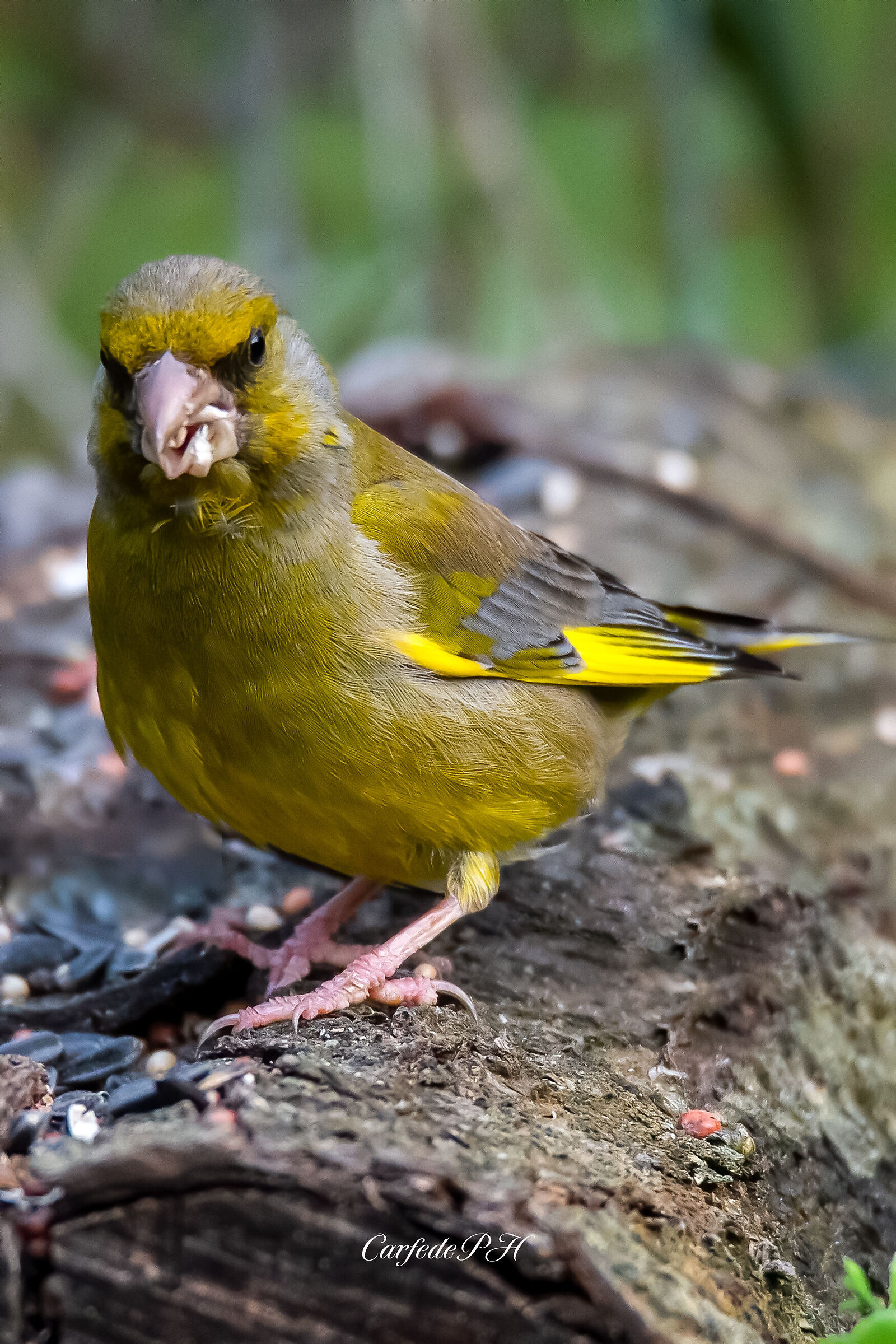 greenfinch