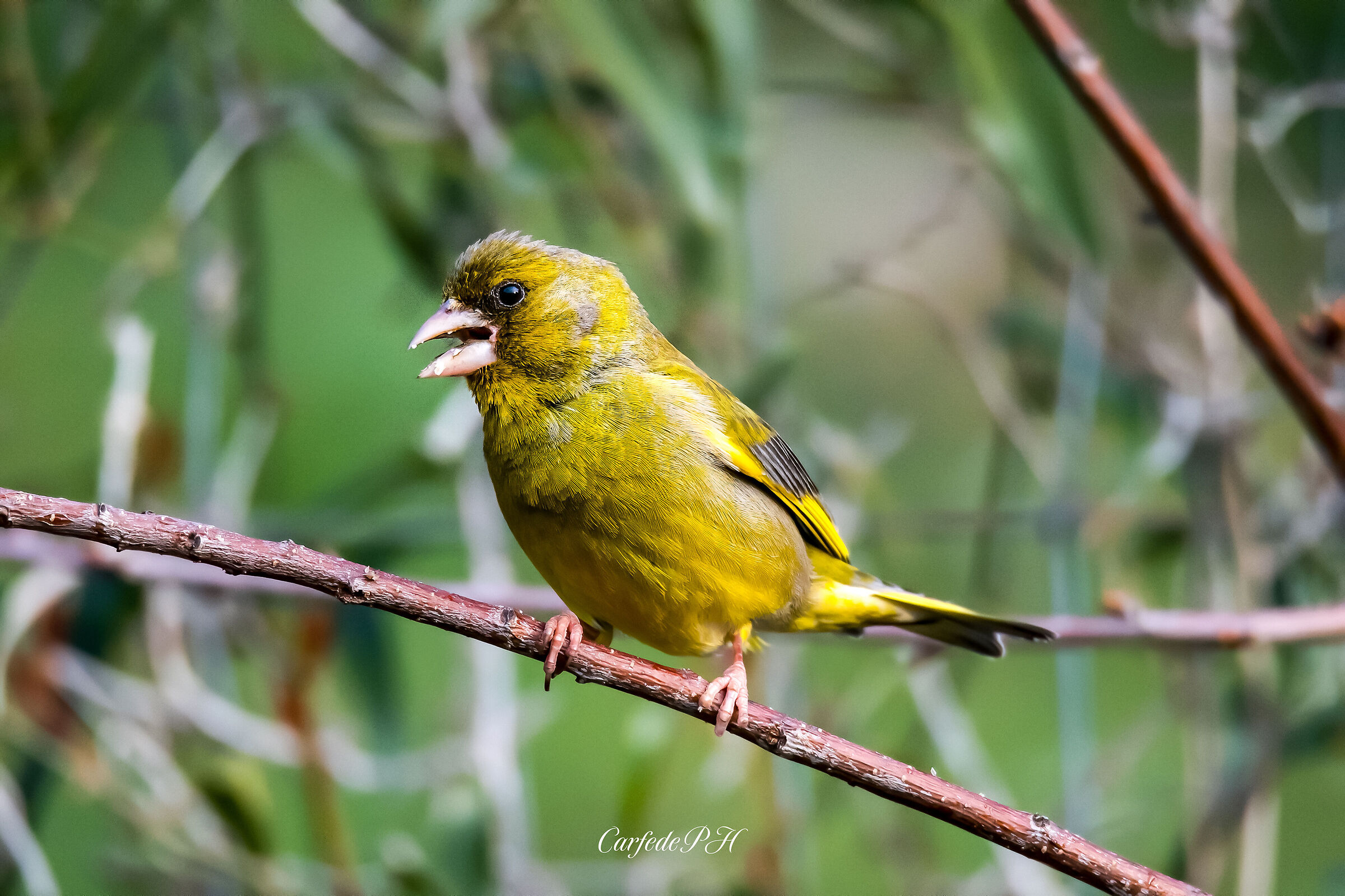 greenfinch