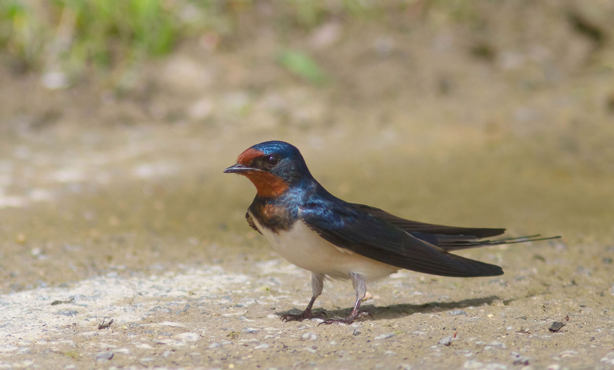 Rondinella- Wikipedia