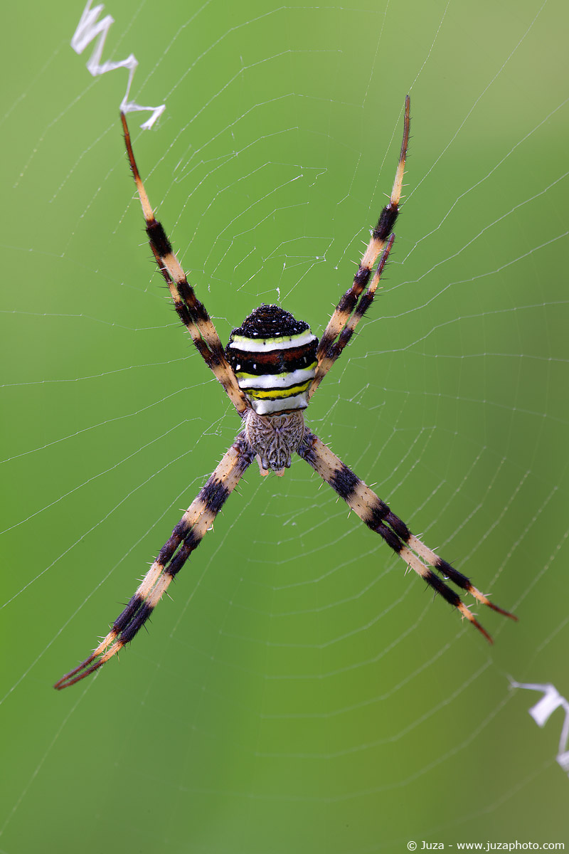 Argiope versicolor, 009196