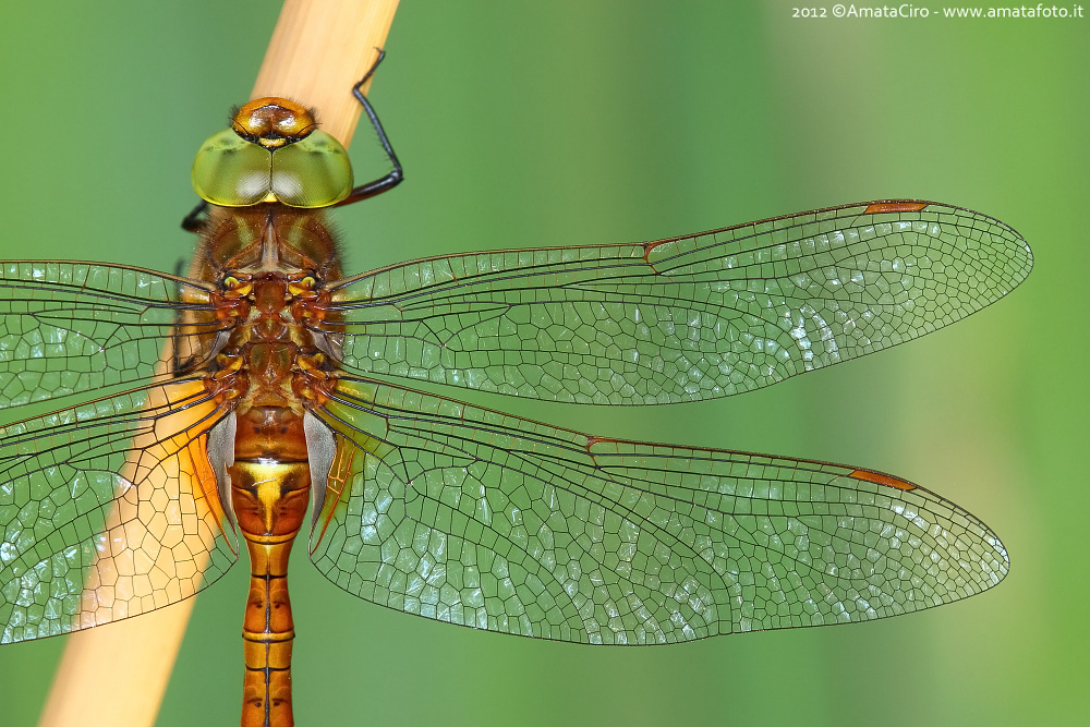 Aeshna isosceles (Mueller, 1767) - Aeshnidae