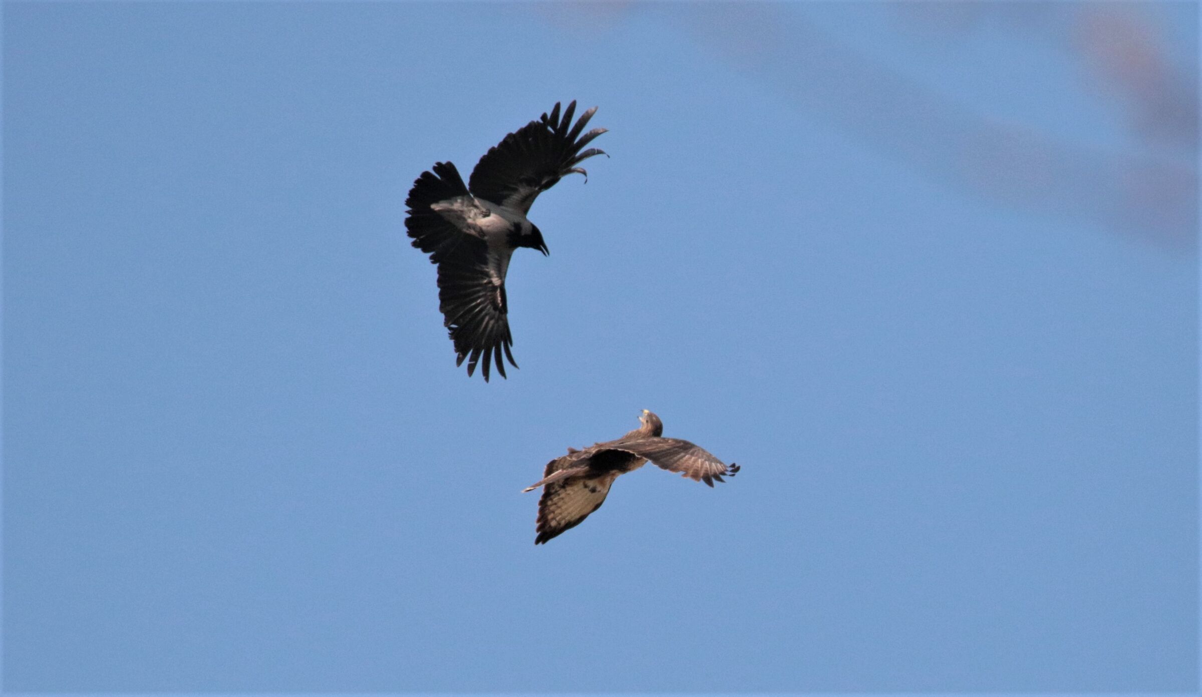 cornacchia impavida!