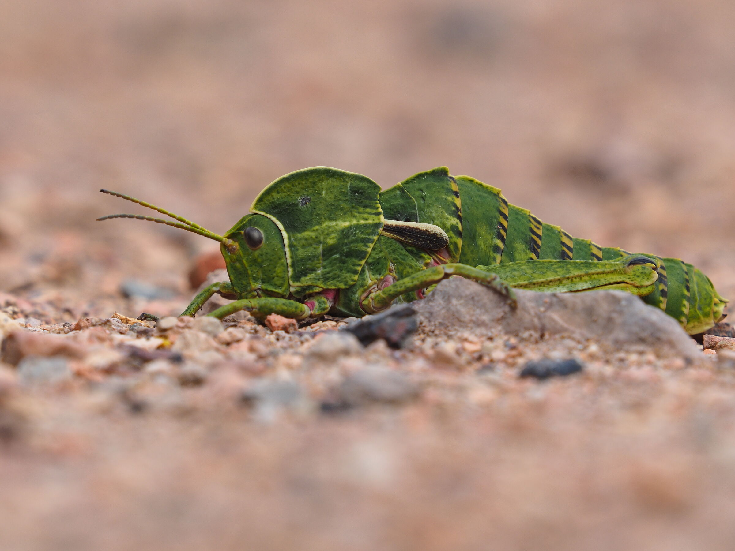 Cavalletta_1 - Olympus 40-150mm f/2.8 pro + mc-20