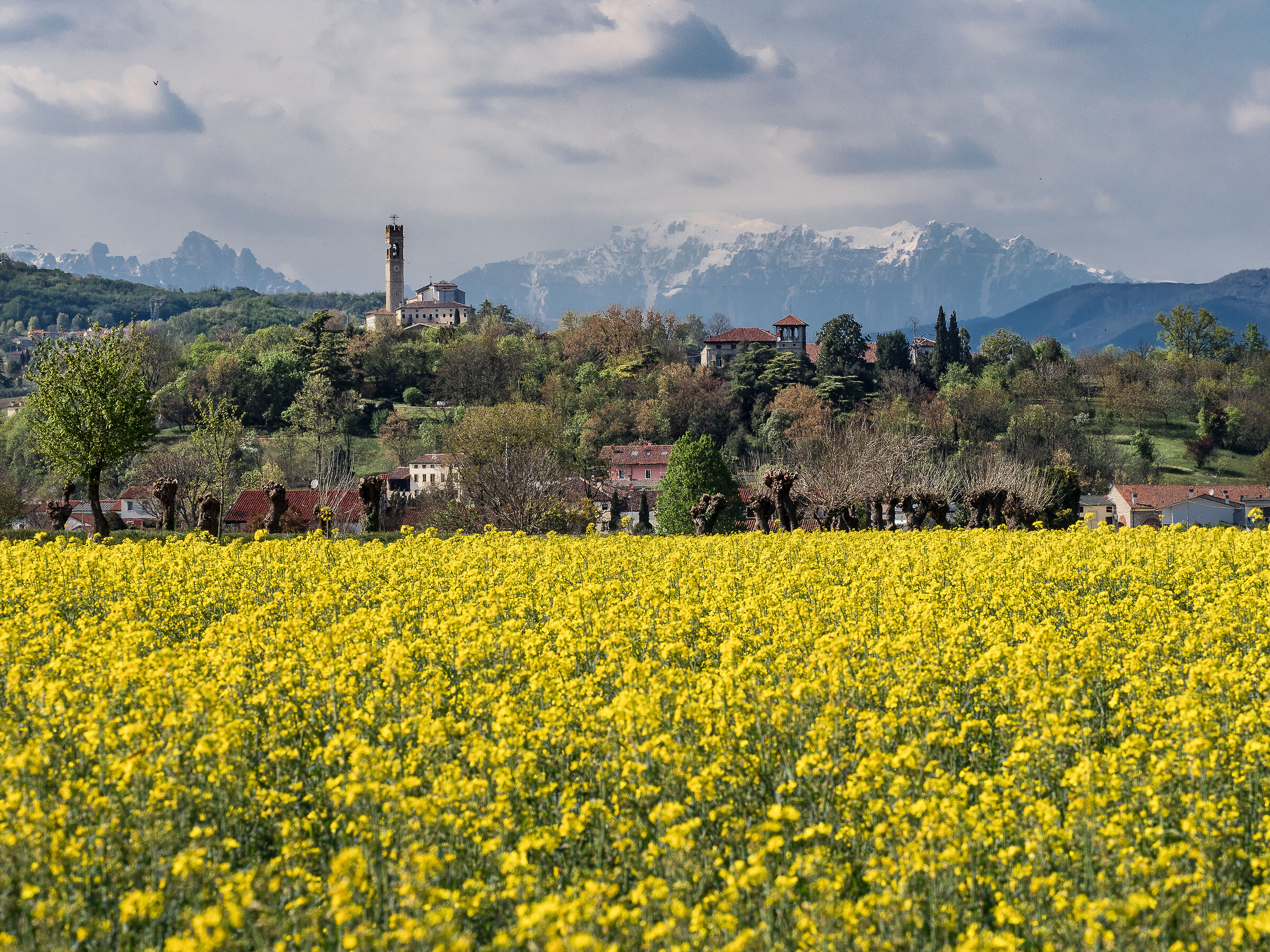il tempo della colza