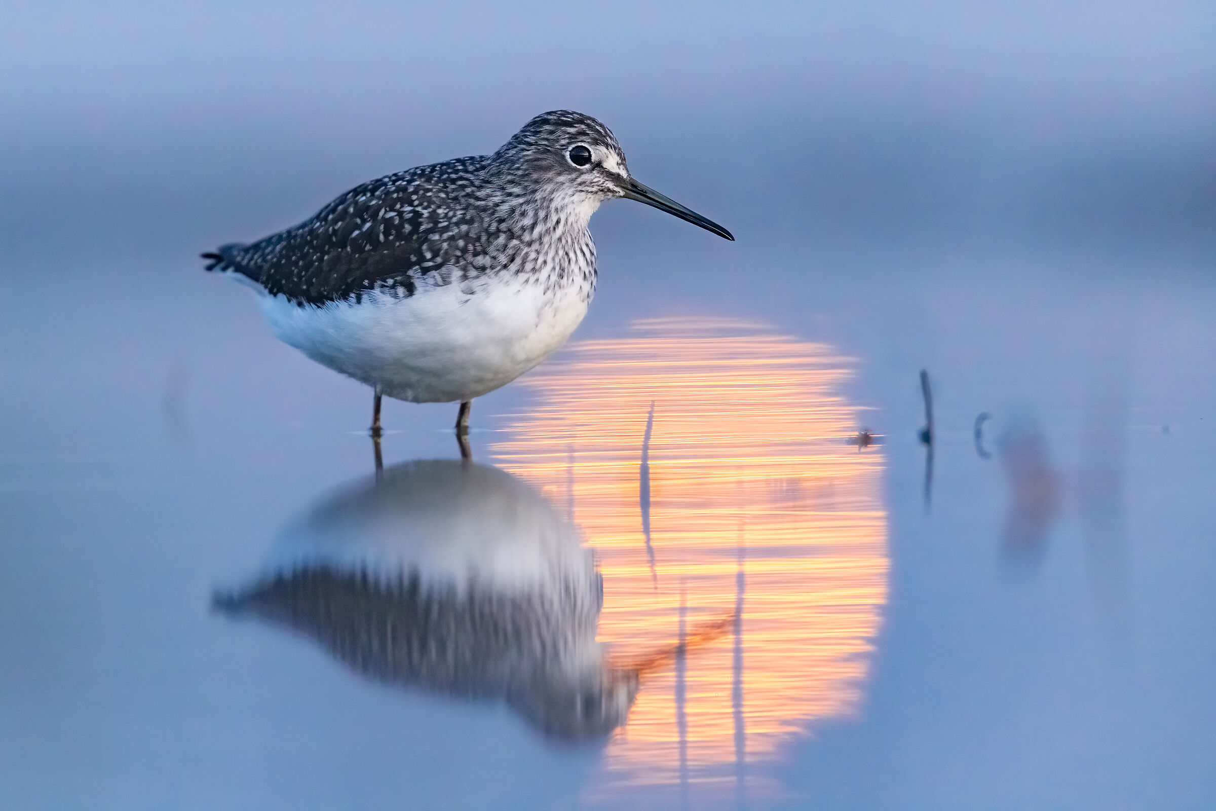 ..la luna e l'uccello..