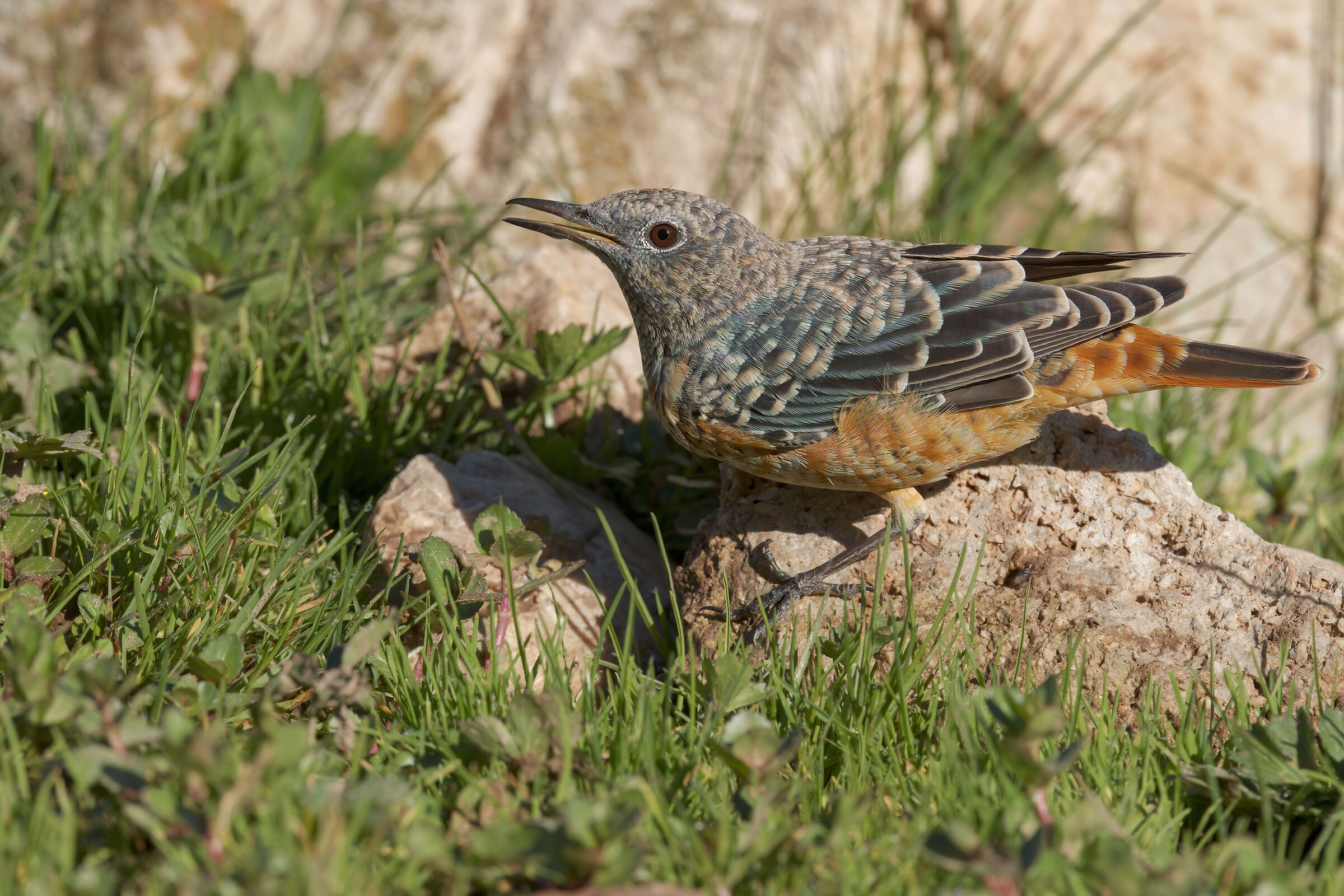 Codirossone Department (Monticola saxatilis)