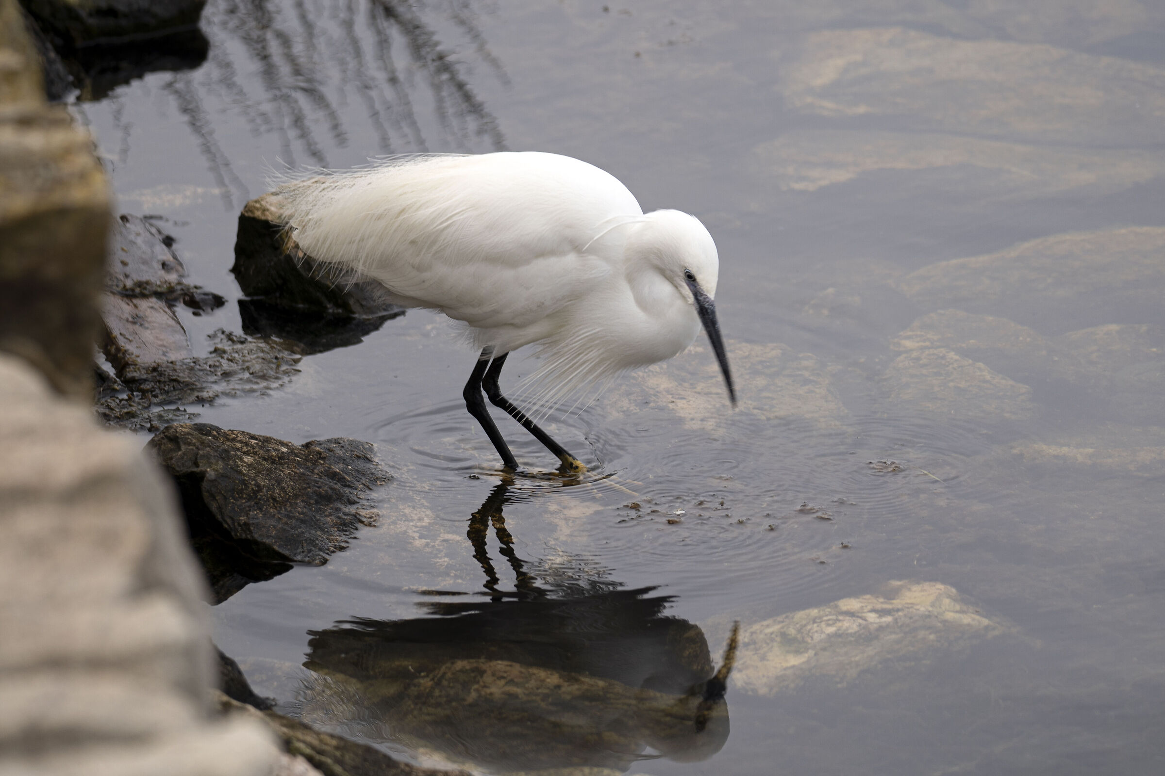 Egret - Lagoon of Ponente Orbetello