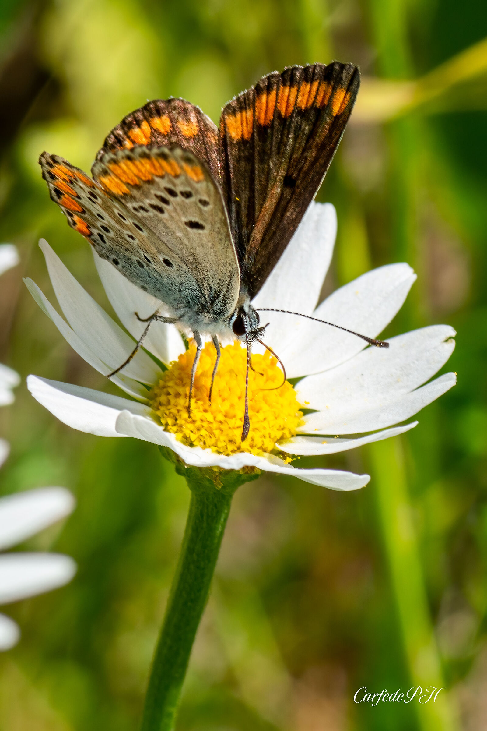 butterfly on flower