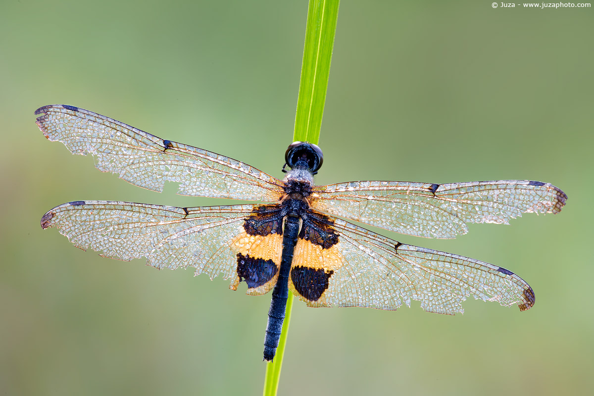 Rhyothemis phyllis phyllis, 009210