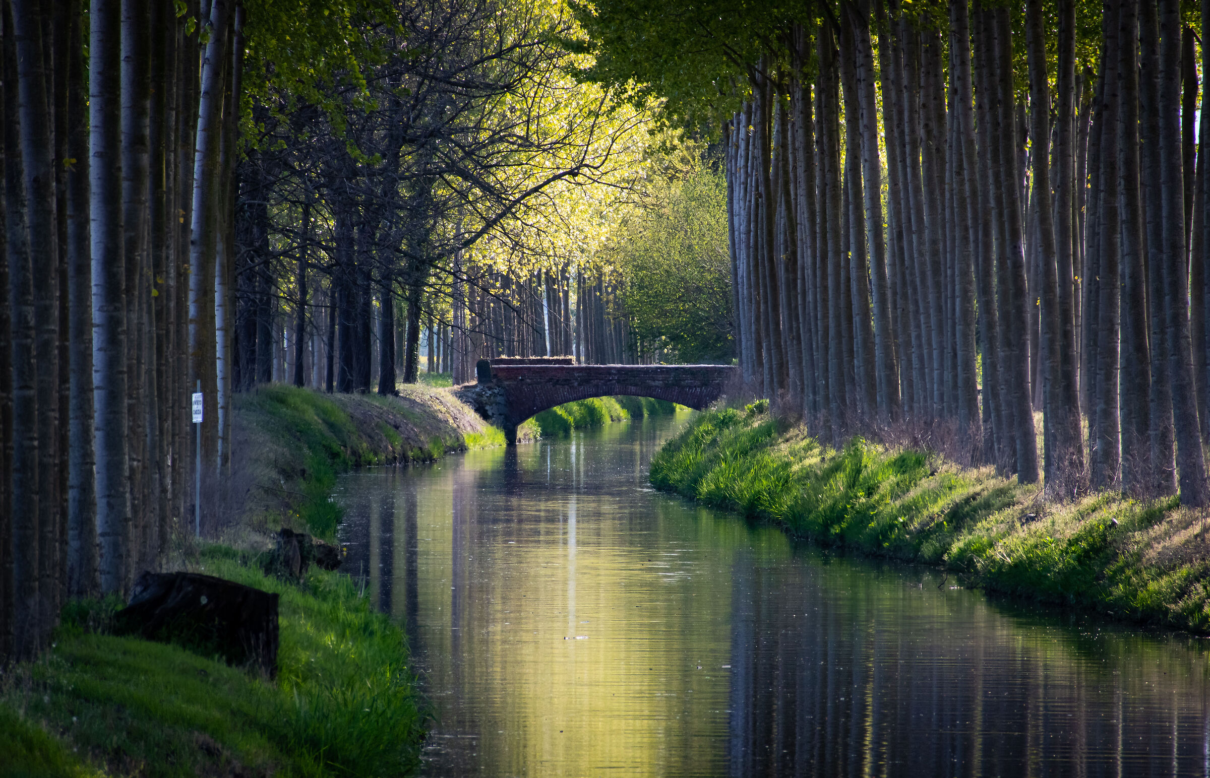 The Magic of the Forest