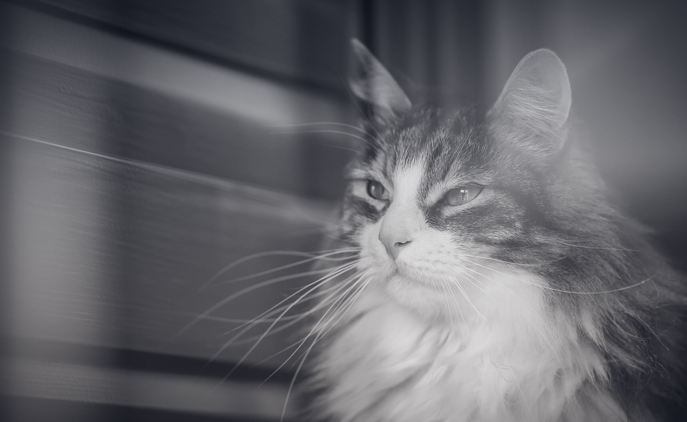 A cat may look at a king.